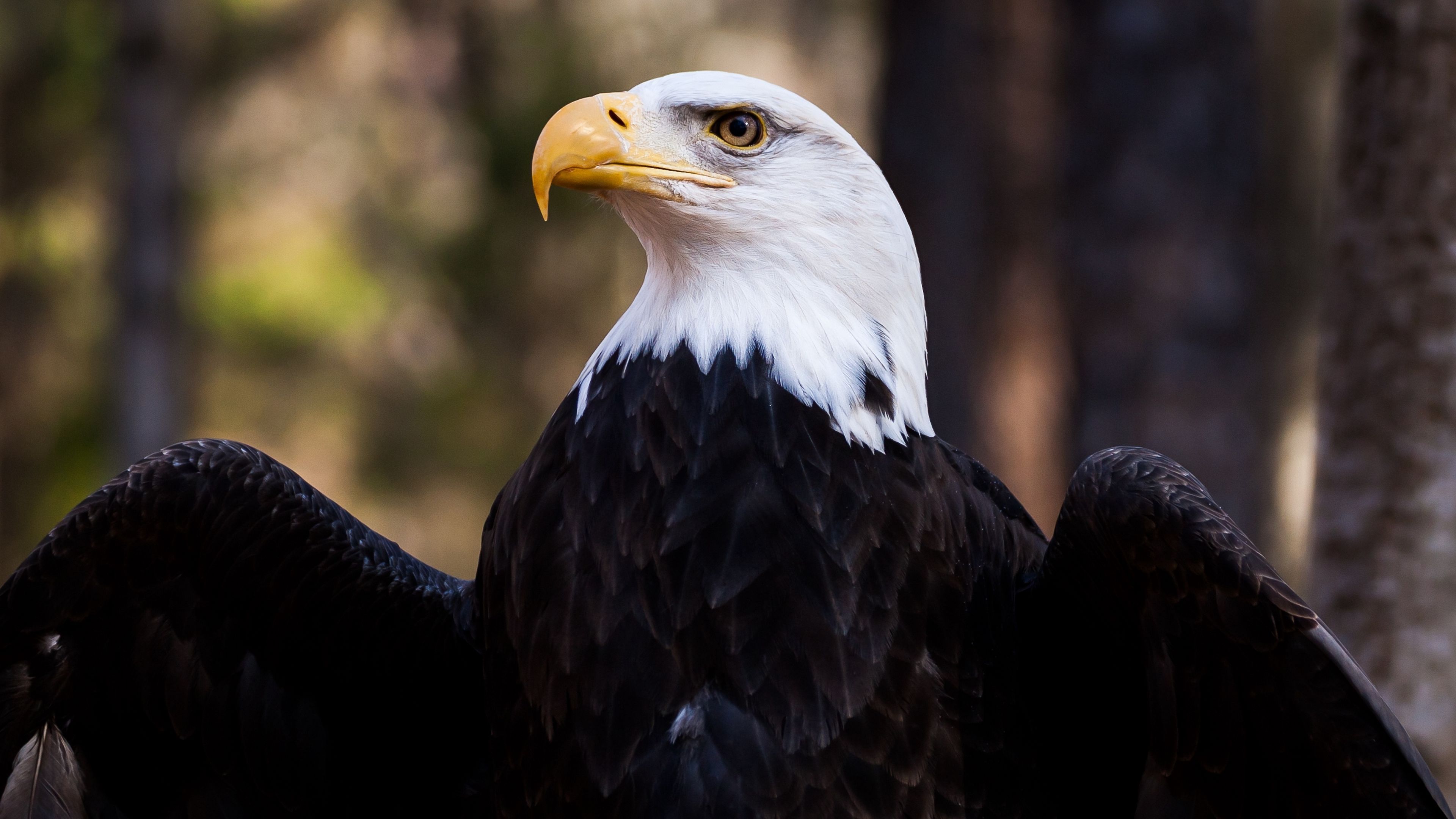 Download wallpaper 3840x2160 bald eagle, eagle, bird, predator, feathers, beak 4k uhd 16:9 HD background