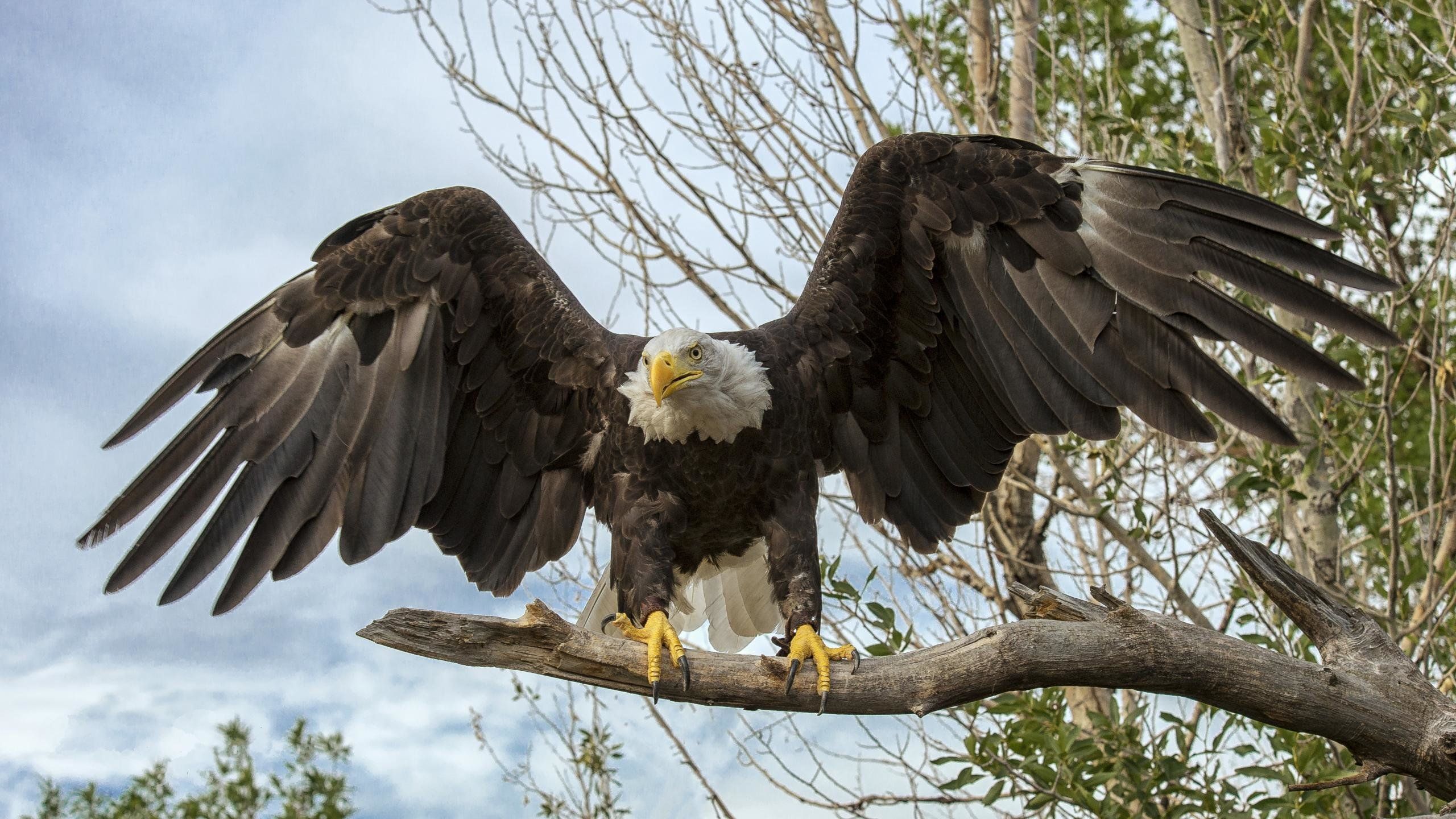 Free Download American Bald Eagle Wallpaper Id 4k Ultra HD