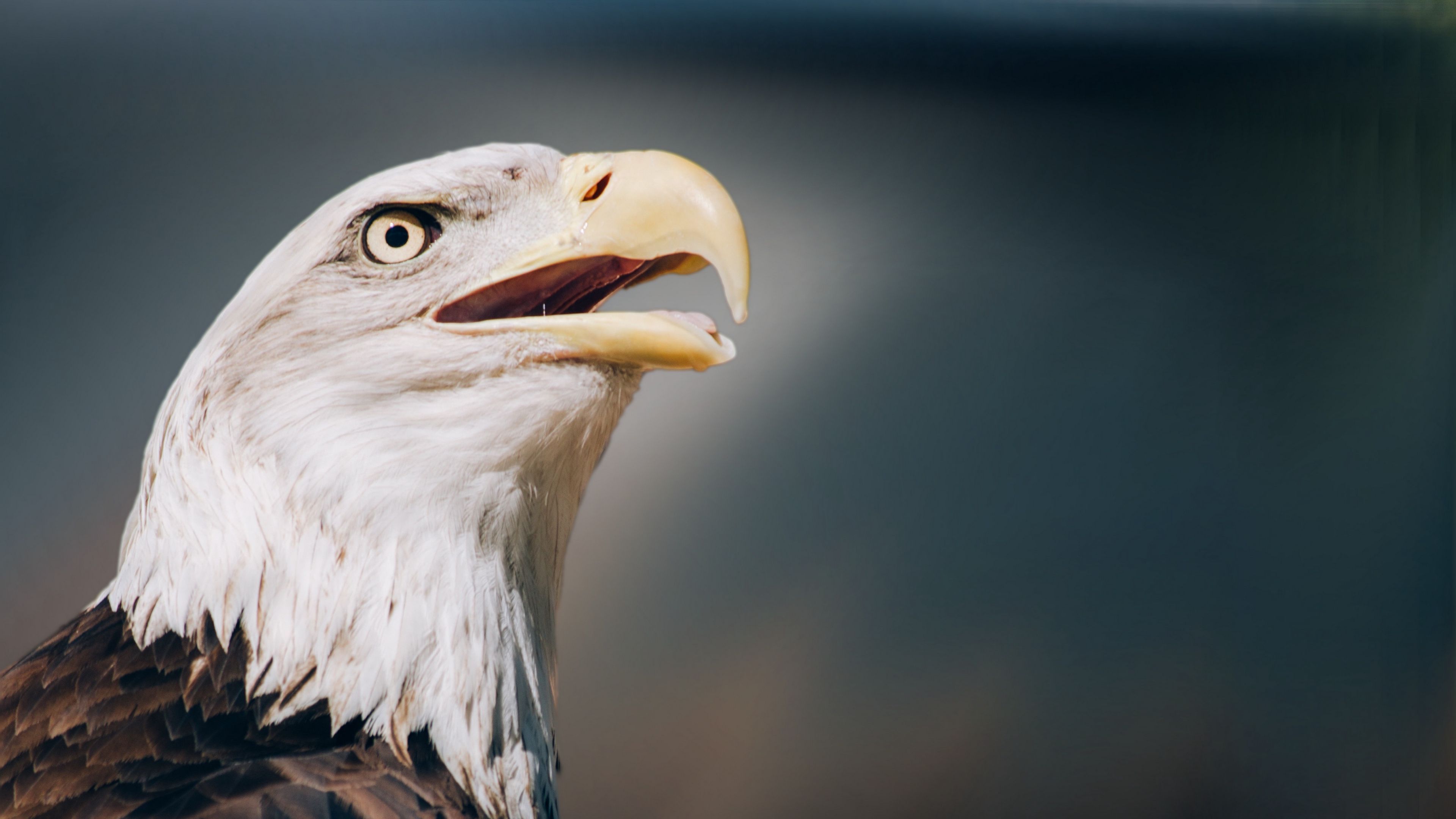 Download wallpaper 3840x2160 eagle, bald eagle, head, beak 4k uhd 16:9 HD background