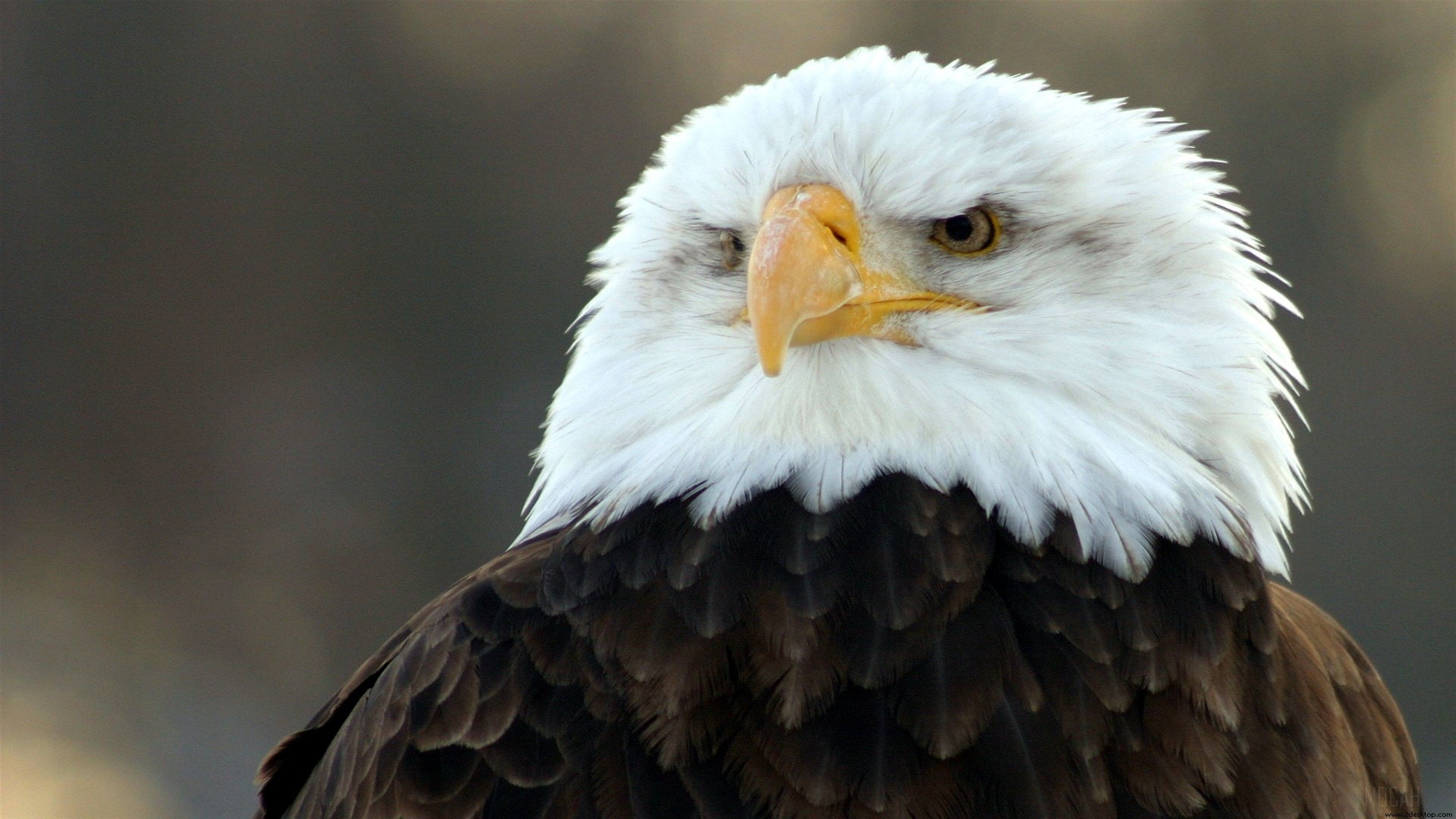 Bald Eagle HD Wide 4k wallpaper. Mocah HD Wallpaper