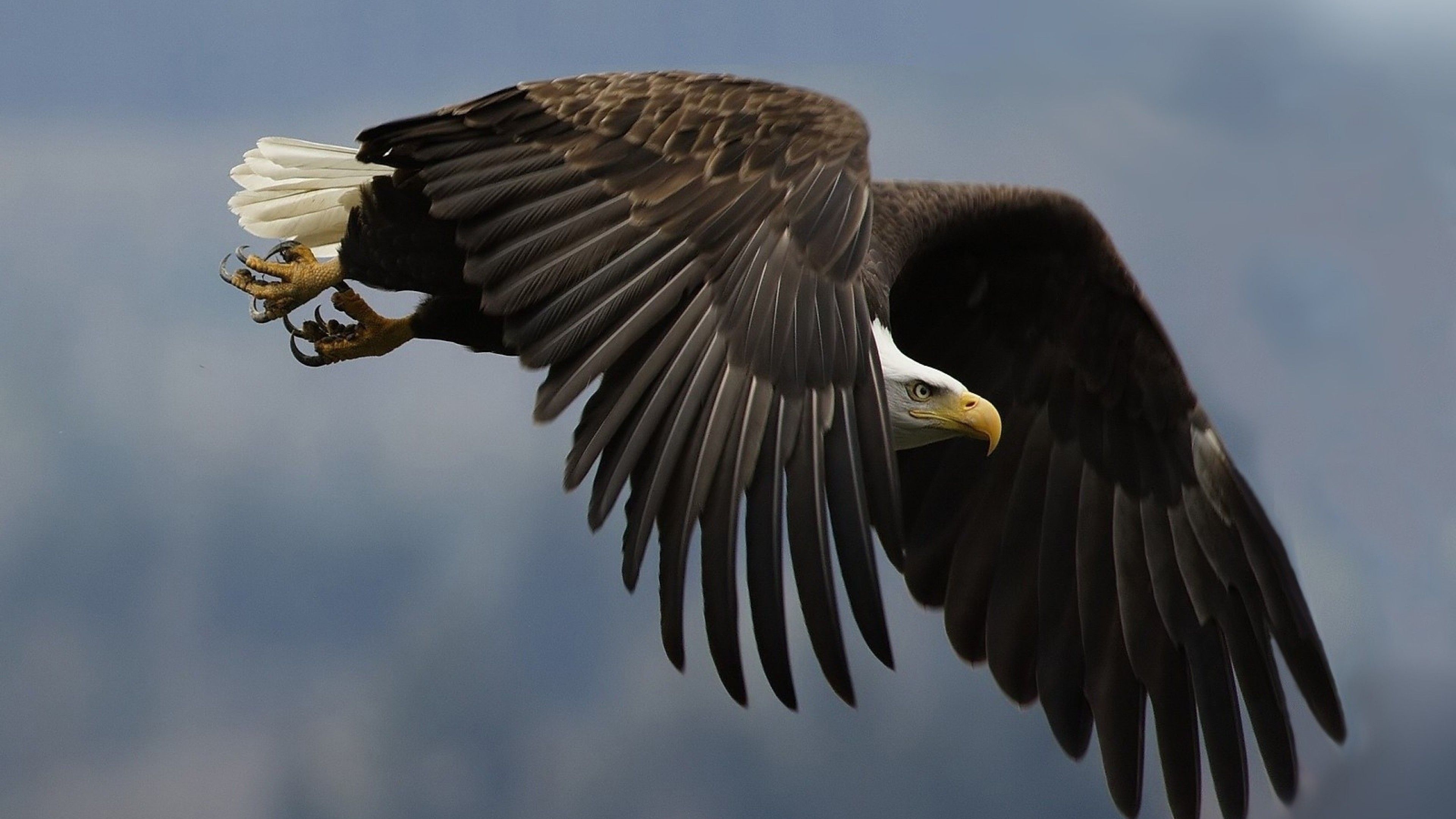 Download 3840x2160 Eagle, Flying, Feathers, Birds, Bald Wallpaper for UHD TV