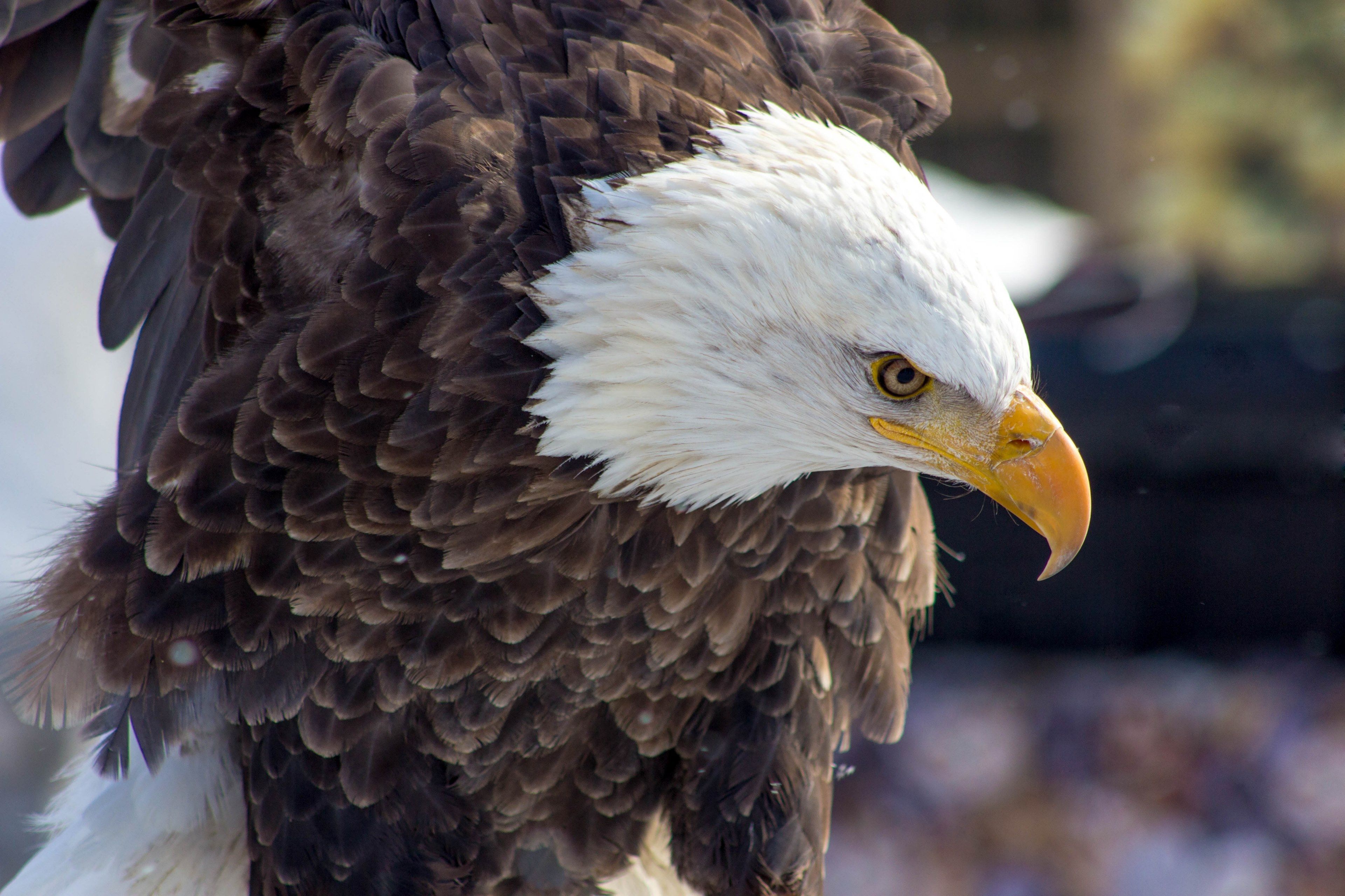 Wallpaper / eagle and bald eagle HD 4k wallpaper