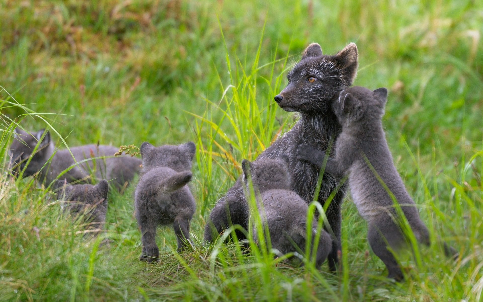 Wallpaper Finland, black arctic fox family, summer, grass 1920x1200 HD Picture, Image
