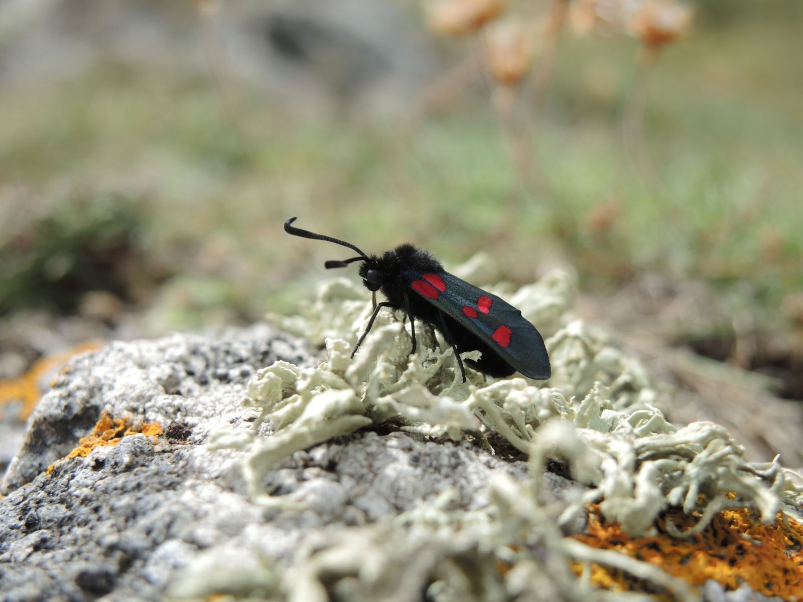 Nature Outdoors Animal Close Up Grass Flora Summer Wildlife Insect Wild Wallpaper.com. Best High Quality Wallpaper
