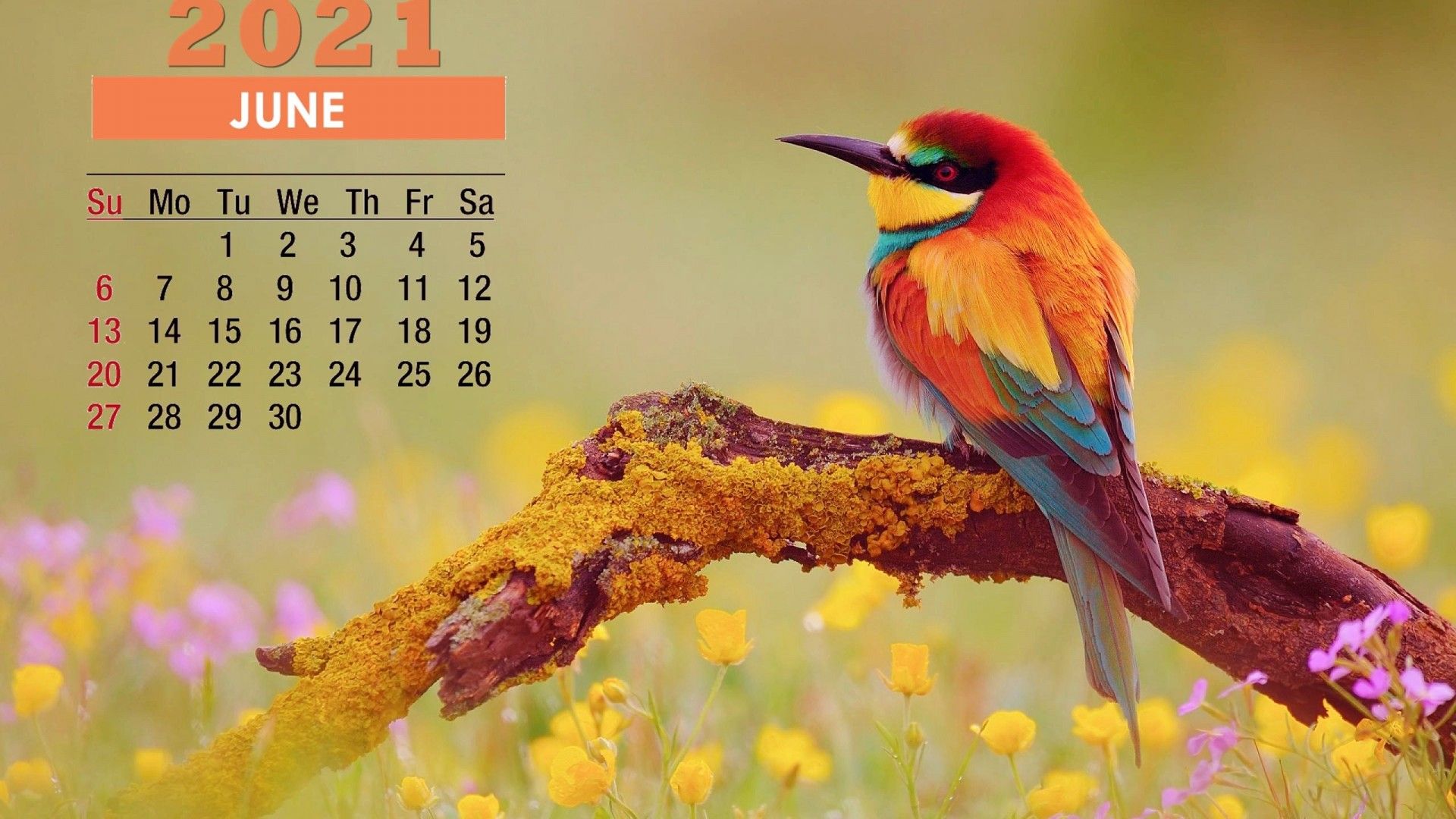 June 2021 Calendar Cute Bird Wallpaper 72268