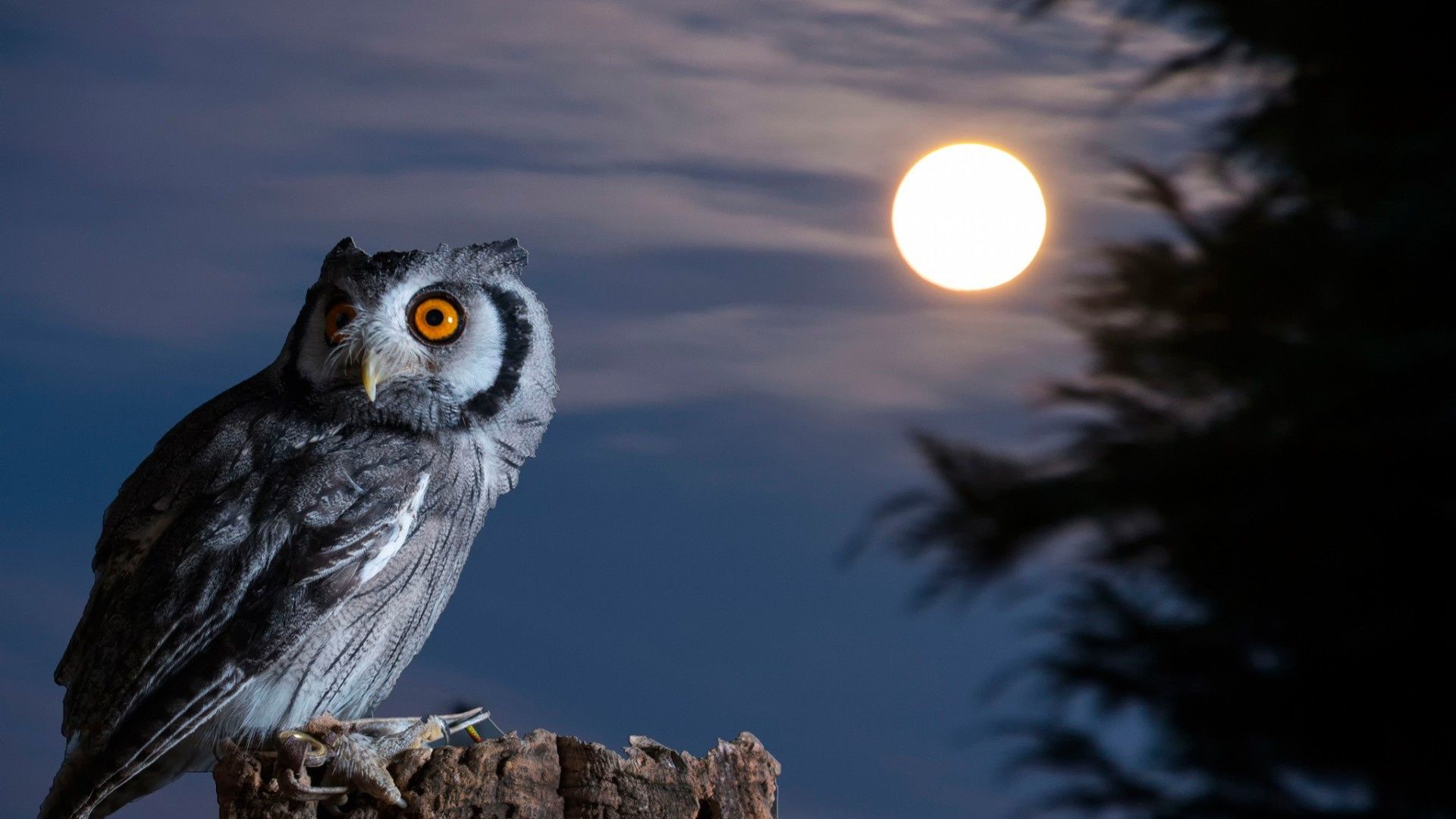 Night Owl Moon HD Wallpaper Desktop Wallpaper 4k High Definition Windows 10 Mac.apple Colourful Image Download Wallpaper Free 1920x1080