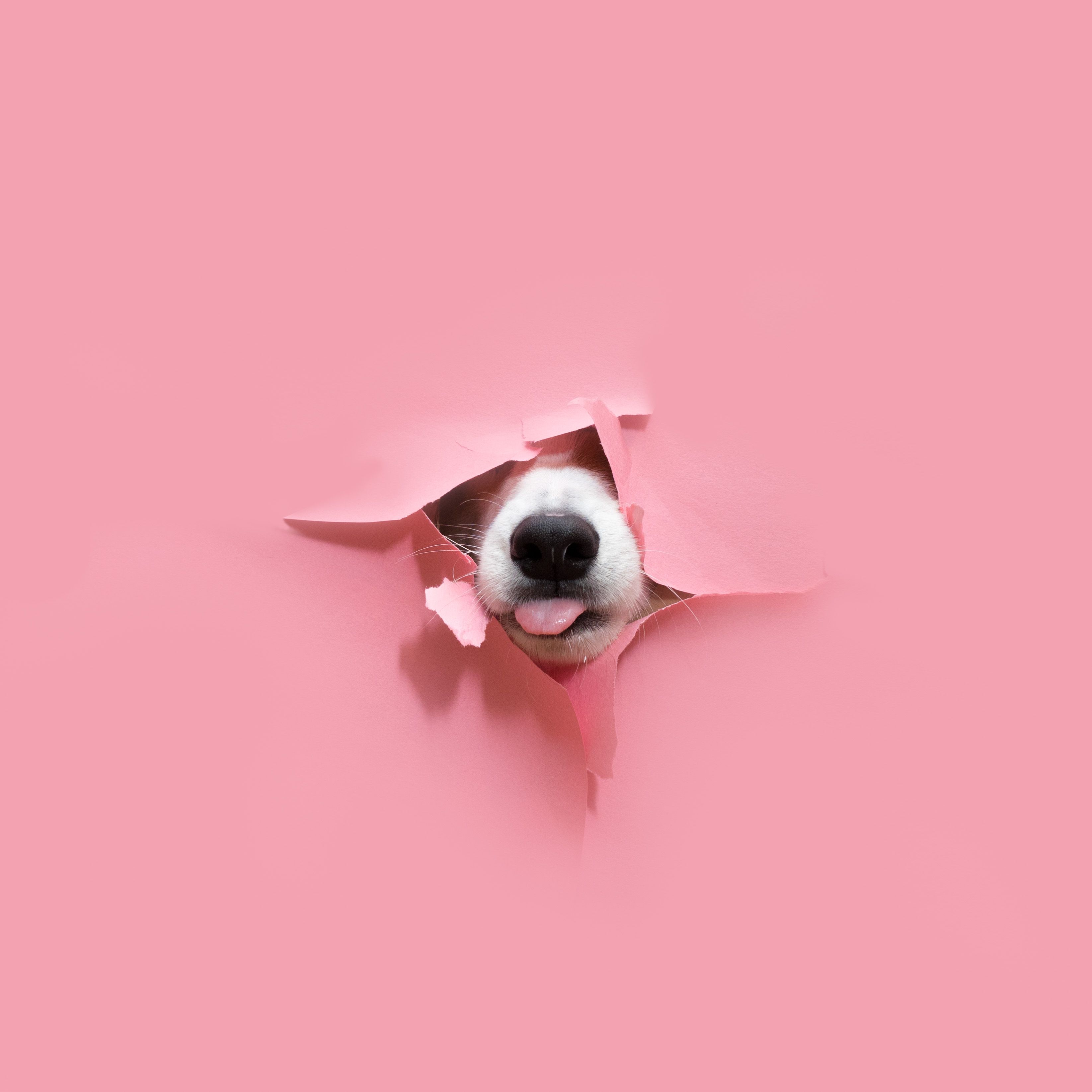 Paul the Corgi #paulthecorgi #stilllife #artdirection #corgi #pink #corgis #stilllife #artphotography. Dog love, Dog wallpaper, Animal photography