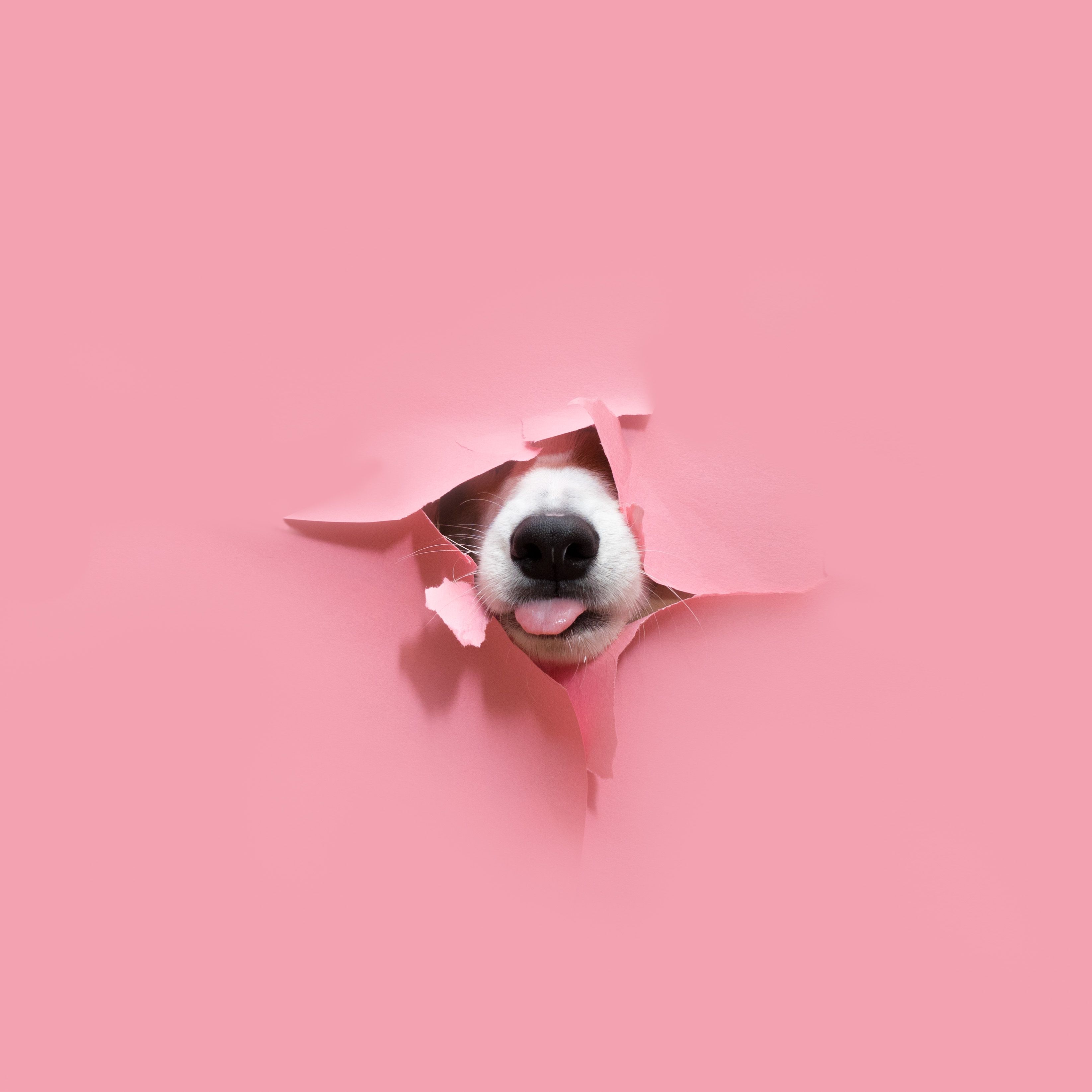 Pink Corgi Wallpapers - Wallpaper Cave