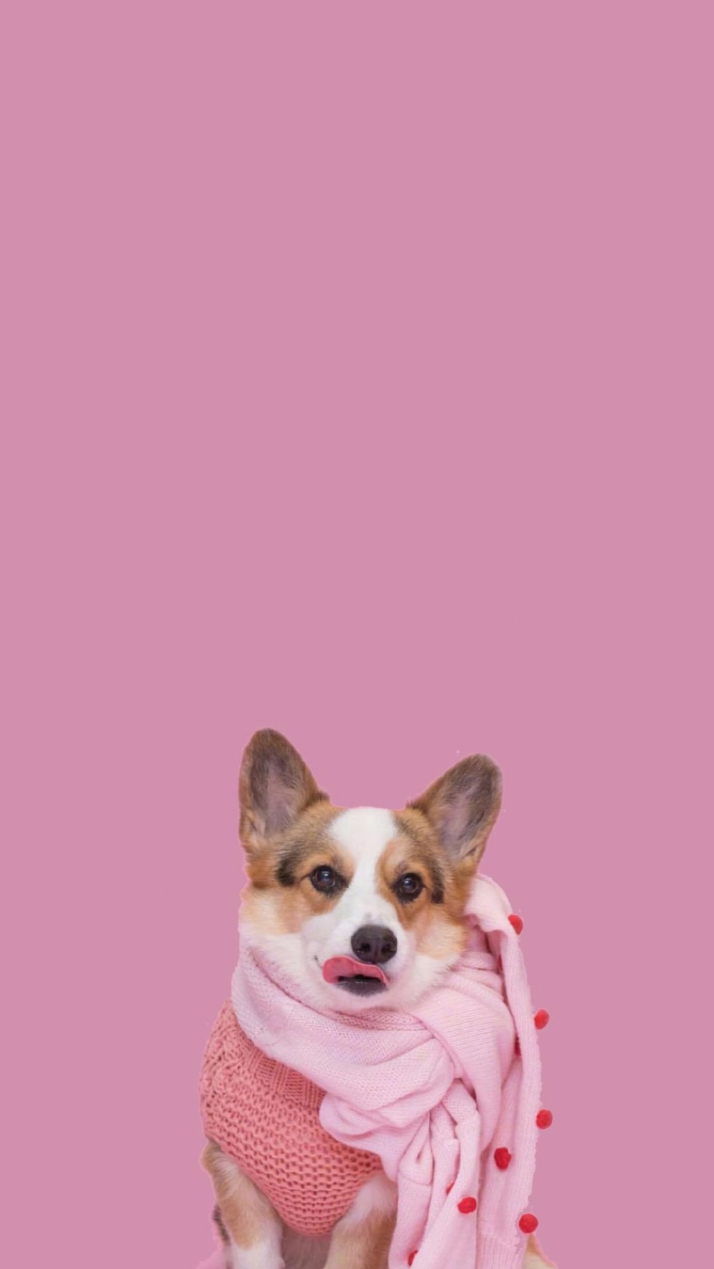 Wallpaper; Mobile Wallpaper; Wallpaper iPhone; Solid Color Wallpaper;Colorful Wallpaper; Landscape Wallpaper;. Cute dog wallpaper, Dog wallpaper, Animal wallpaper