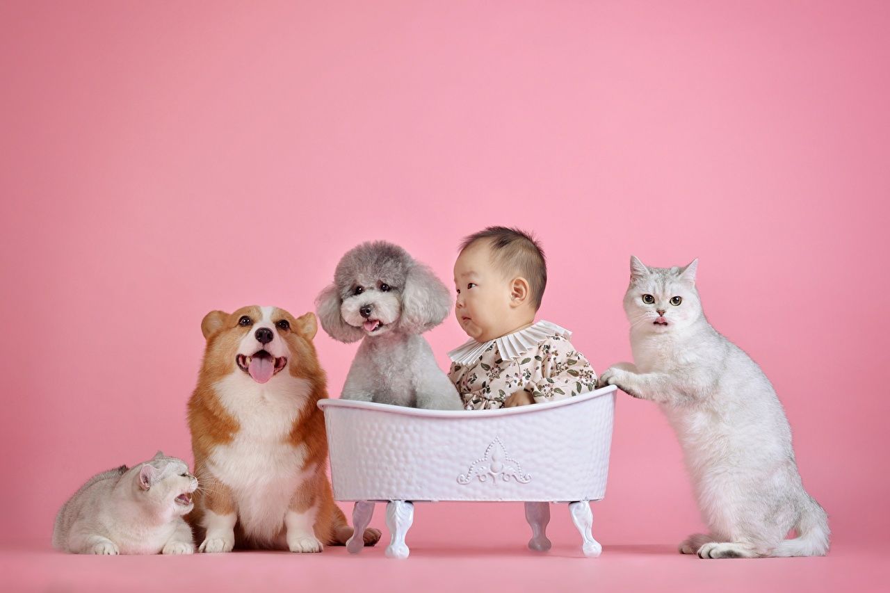 Image Poodle newborn Cats Dogs Pink background child Asian Welsh