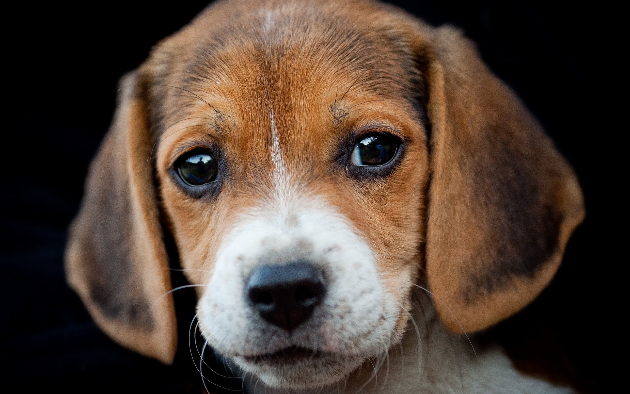 Beagle Puppy Wallpaper background picture