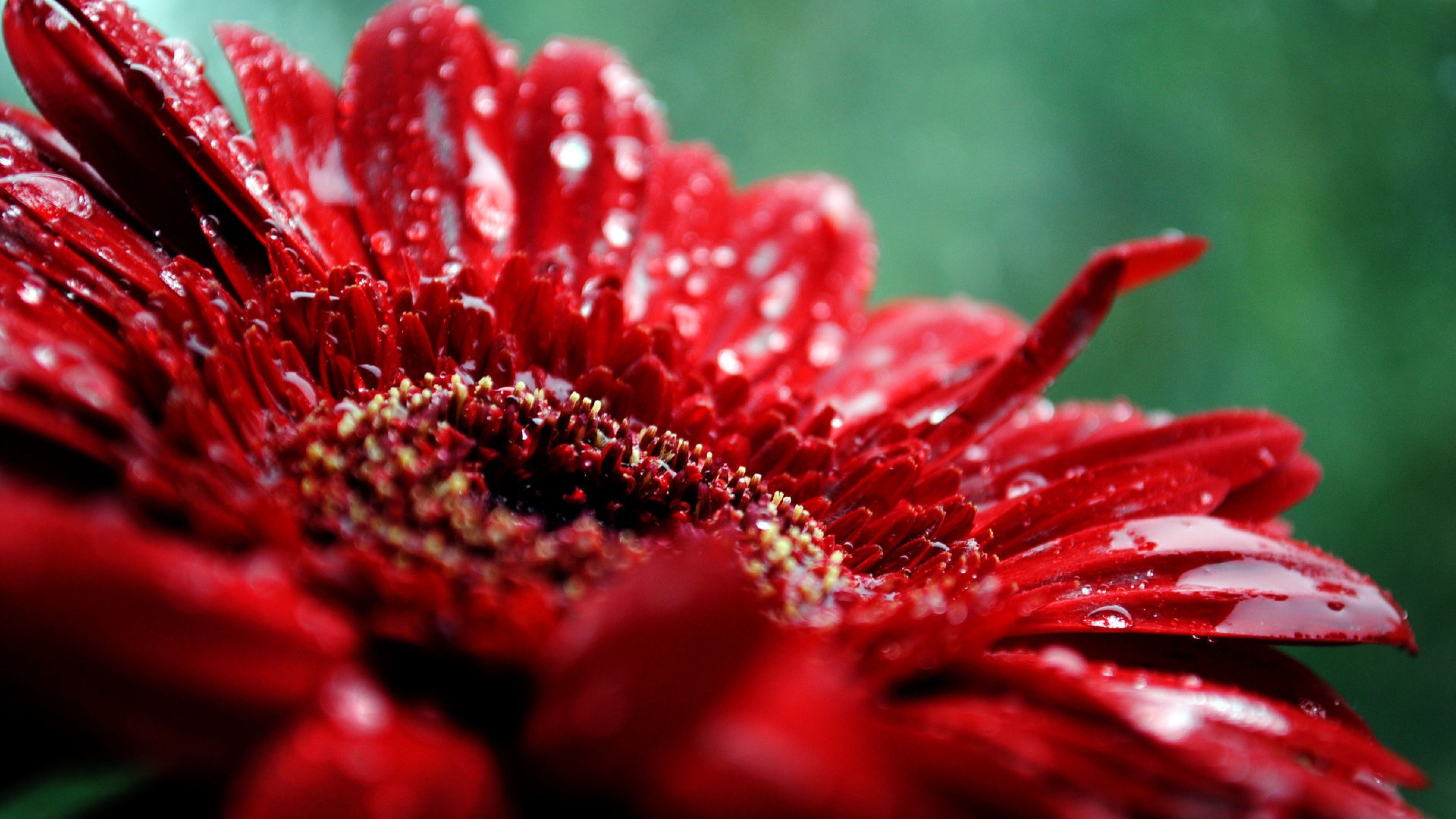 Download Wallpaper 3840x2160 Flower, Drop, Moisture, Red, Dark 4K Ultra HD HD Background. Red flower wallpaper, Wallpaper nature flowers, Flower wallpaper