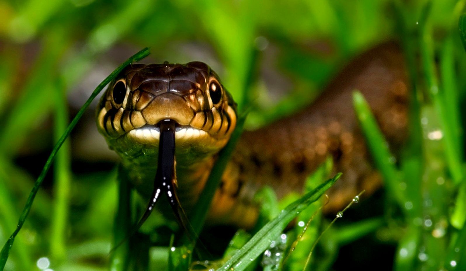 Copperhead Snake New Wide Wallpaper In HD Free Download Big Snakes Image. Best Beach Picture