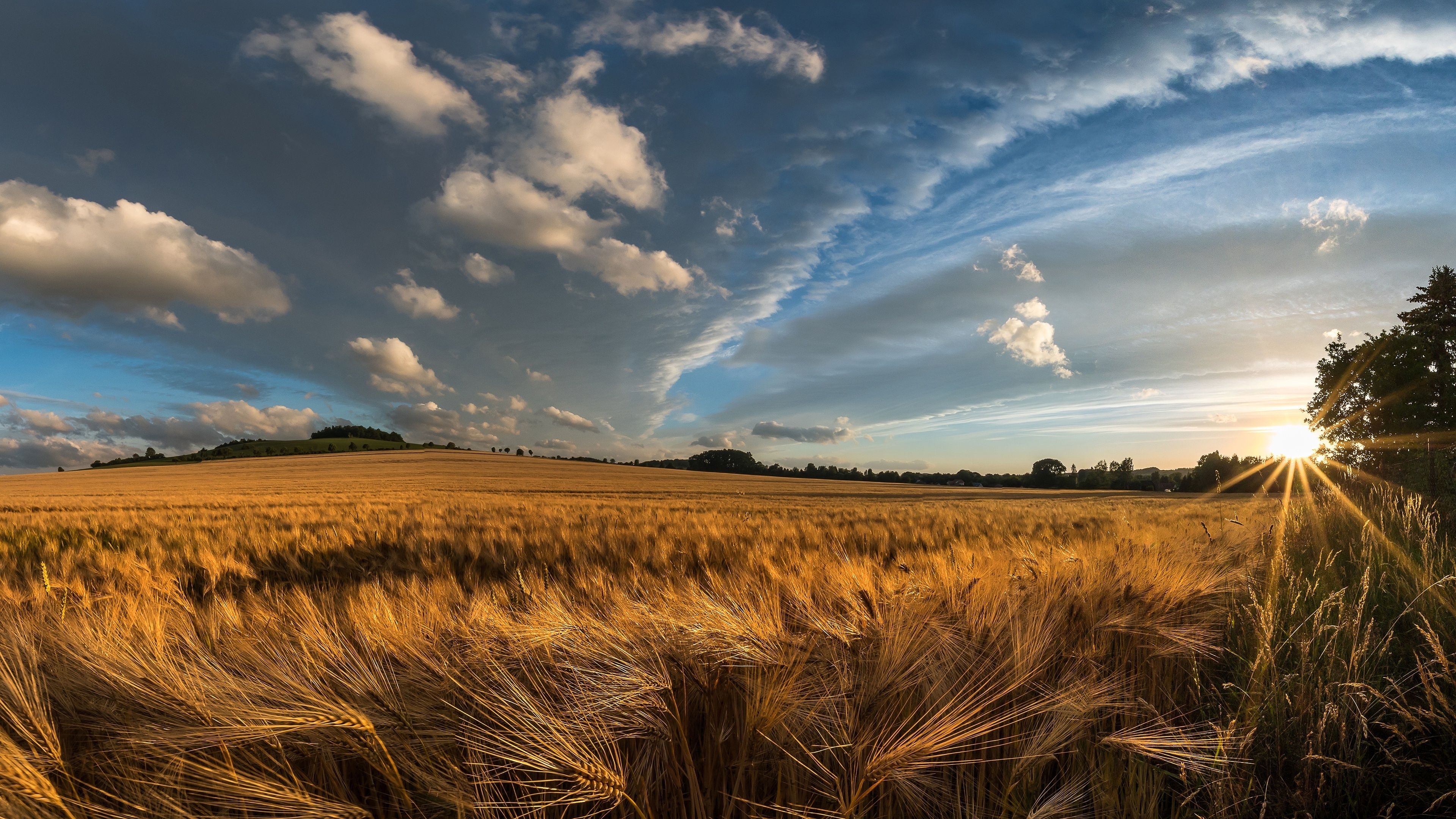 Пшеница пейзаж