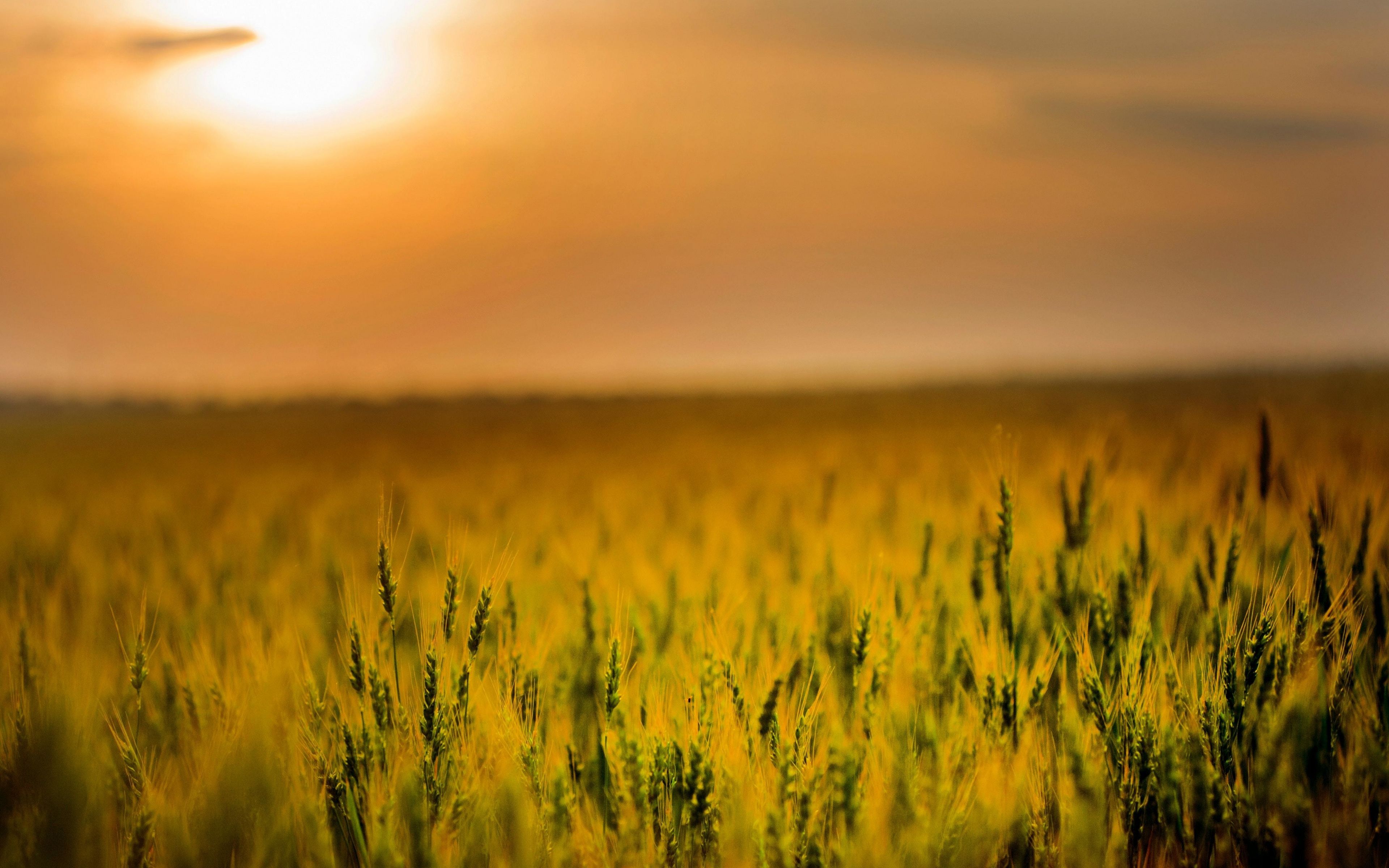 Download 3840x2400 wallpaper agriculture, cereal, corn farm, sunset, 4k, ultra HD 16: widescreen, 3840x2400 HD image, background, 9333