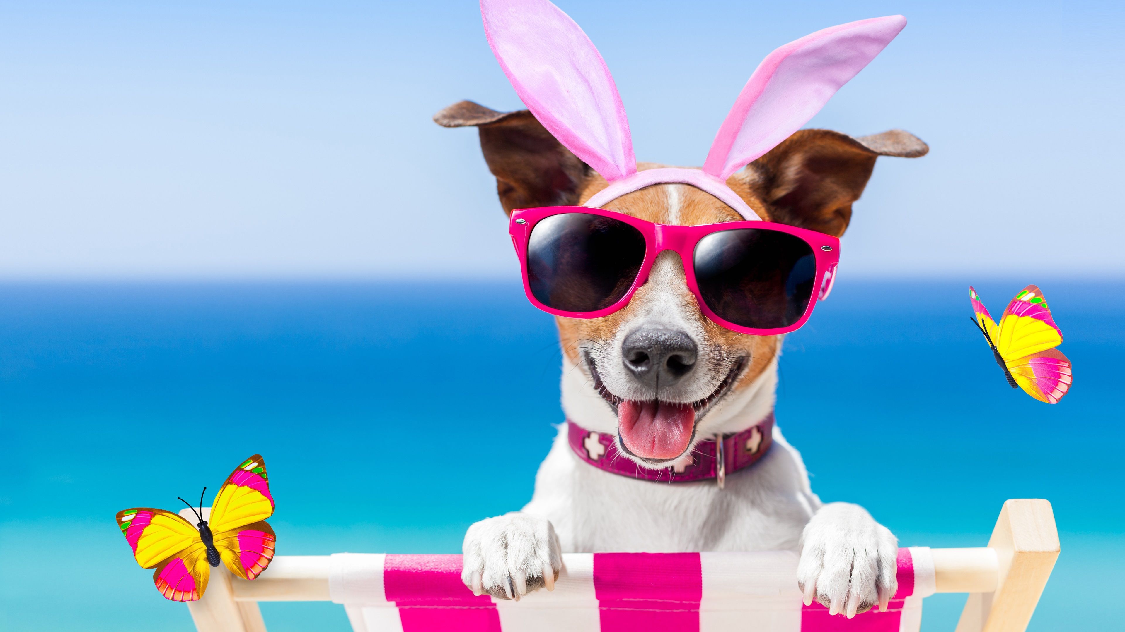 Wallpaper Funny dog, glasses, butterfly, summer 3840x2160 UHD 4K Picture, Image