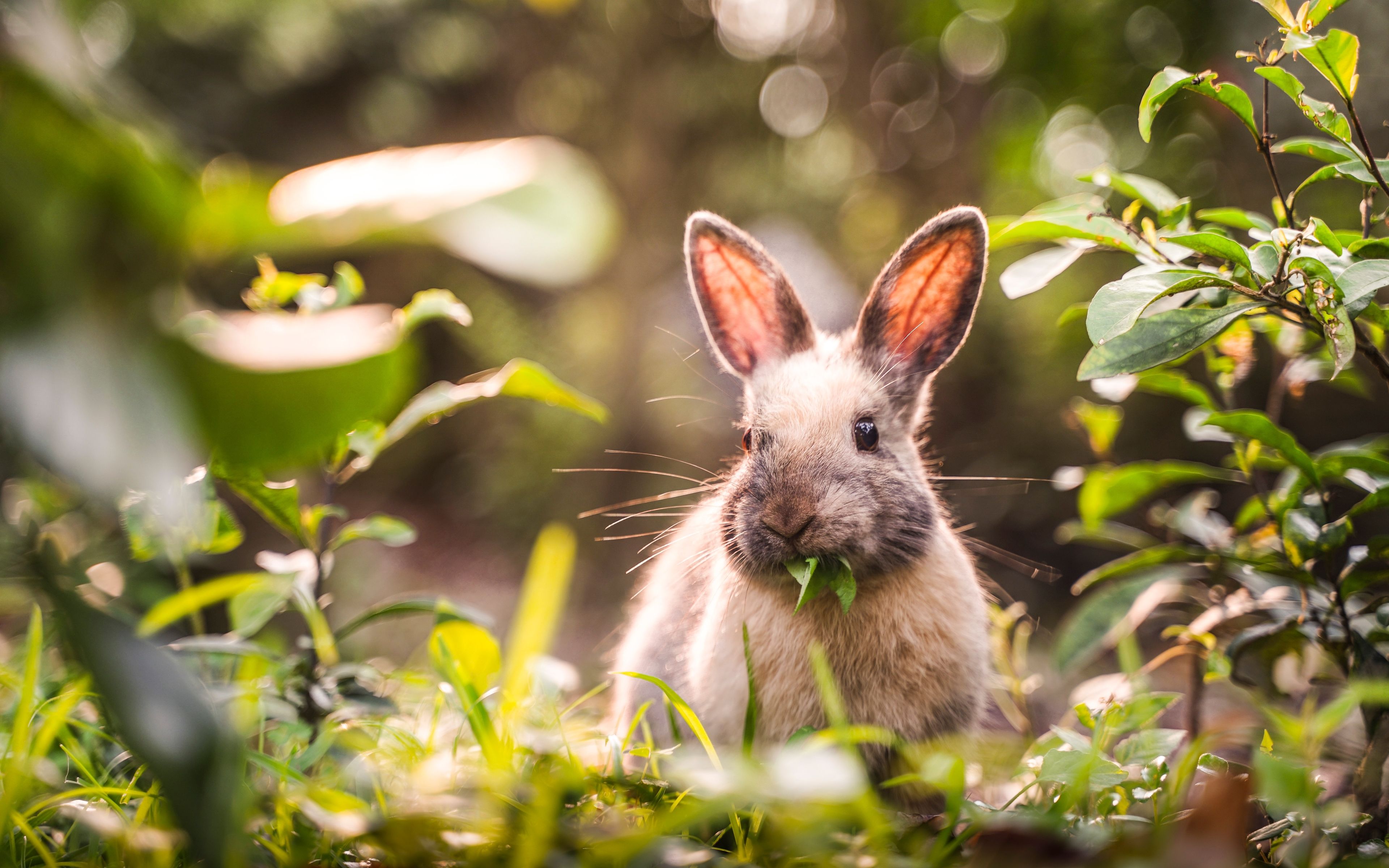 Download wallpaper 4k, rabbit in forest, bokeh, summer, cute animals, little rabbit, bunny, pets, rabbits, cute bunny for desktop with resolution 3840x2400. High Quality HD picture wallpaper