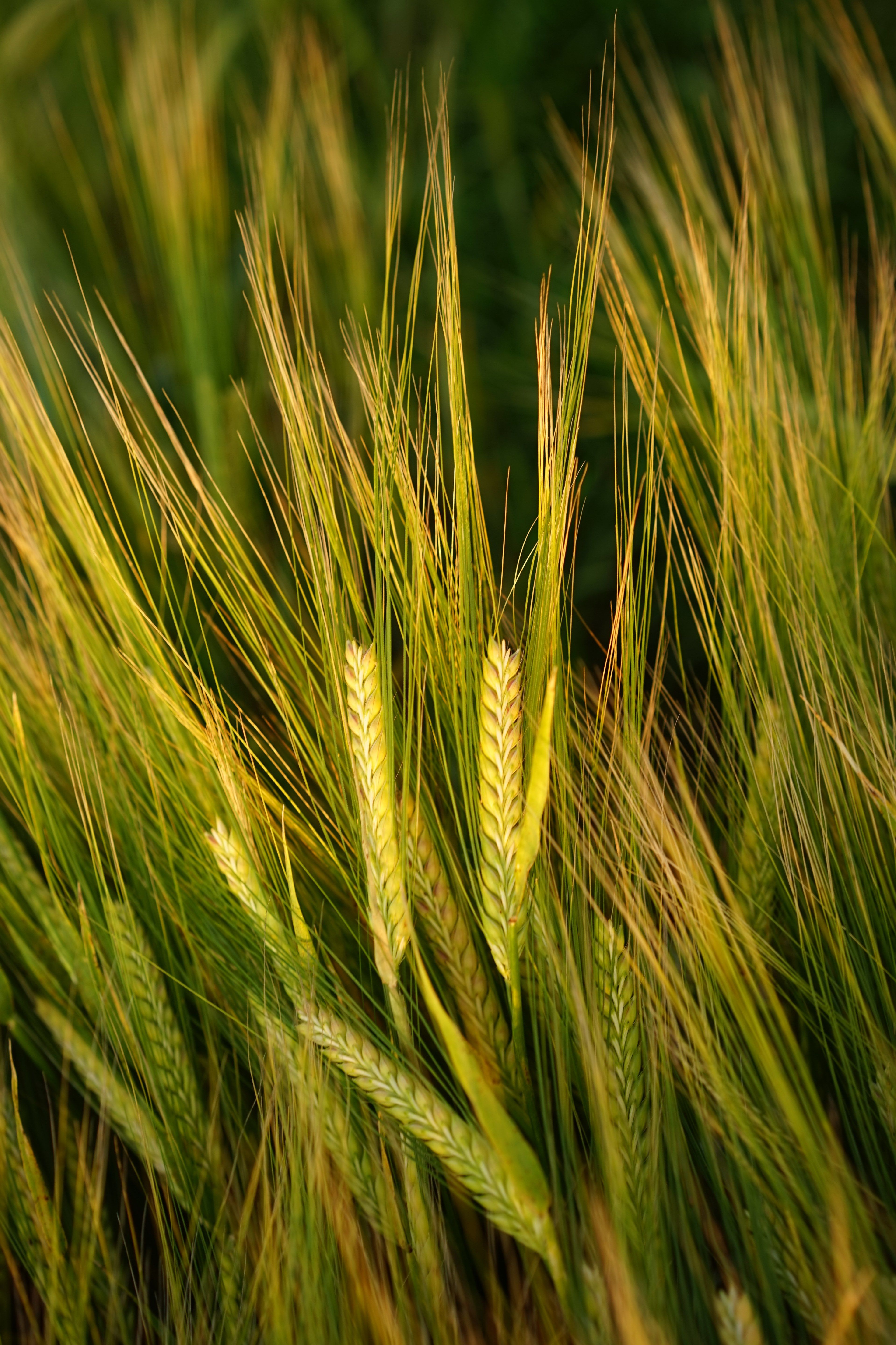 Wallpaper / barley field spike grain cereals ripe agriculture 4k wallpaper