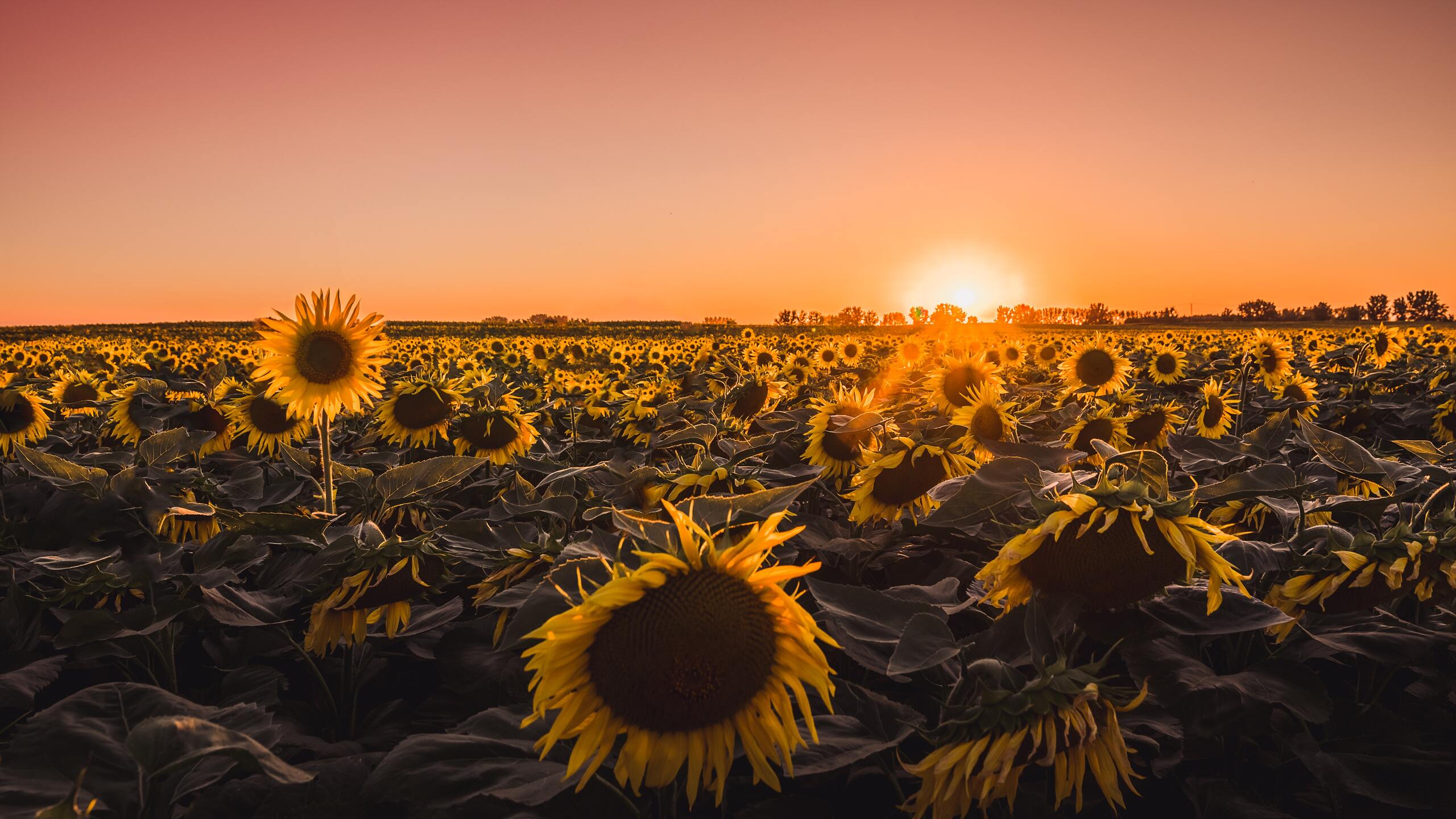 Sunflowers Farm Golden Hour 5k 1440P Resolution HD 4k Wallpaper, Image, Background, Photo and Picture