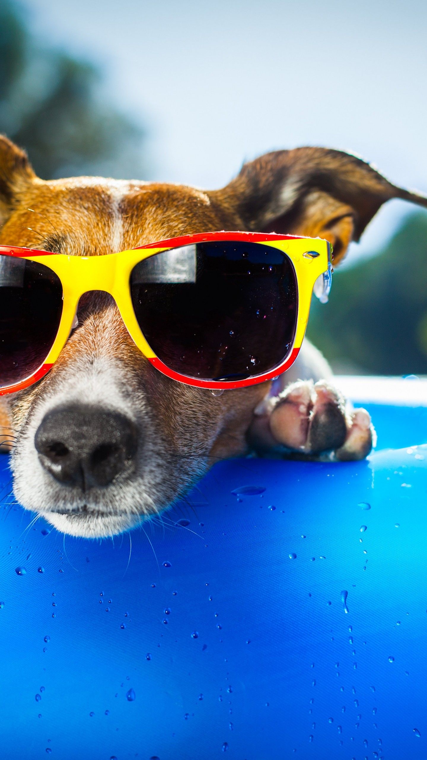 Wallpaper Dog, puppy, duck, glasses, drops, summer, resort, funny, beach, blue, Animals