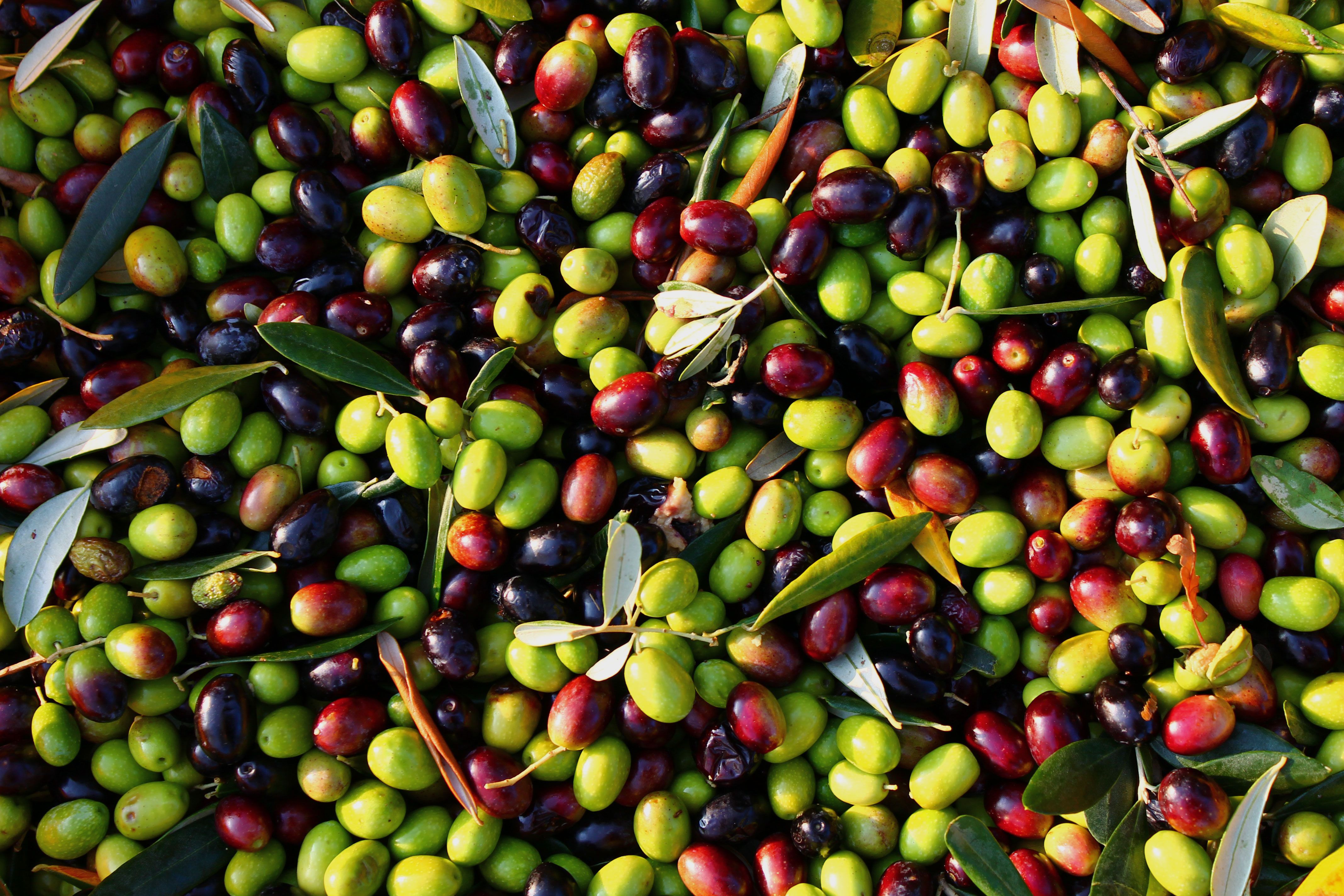 Free download Olive Wallpaper HD Full HD Picture [4272x2848] for your Desktop, Mobile & Tablet. Explore Olive Wallpaper. Olive Wallpaper, Olive Oil Wallpaper, Olive Green Wallpaper