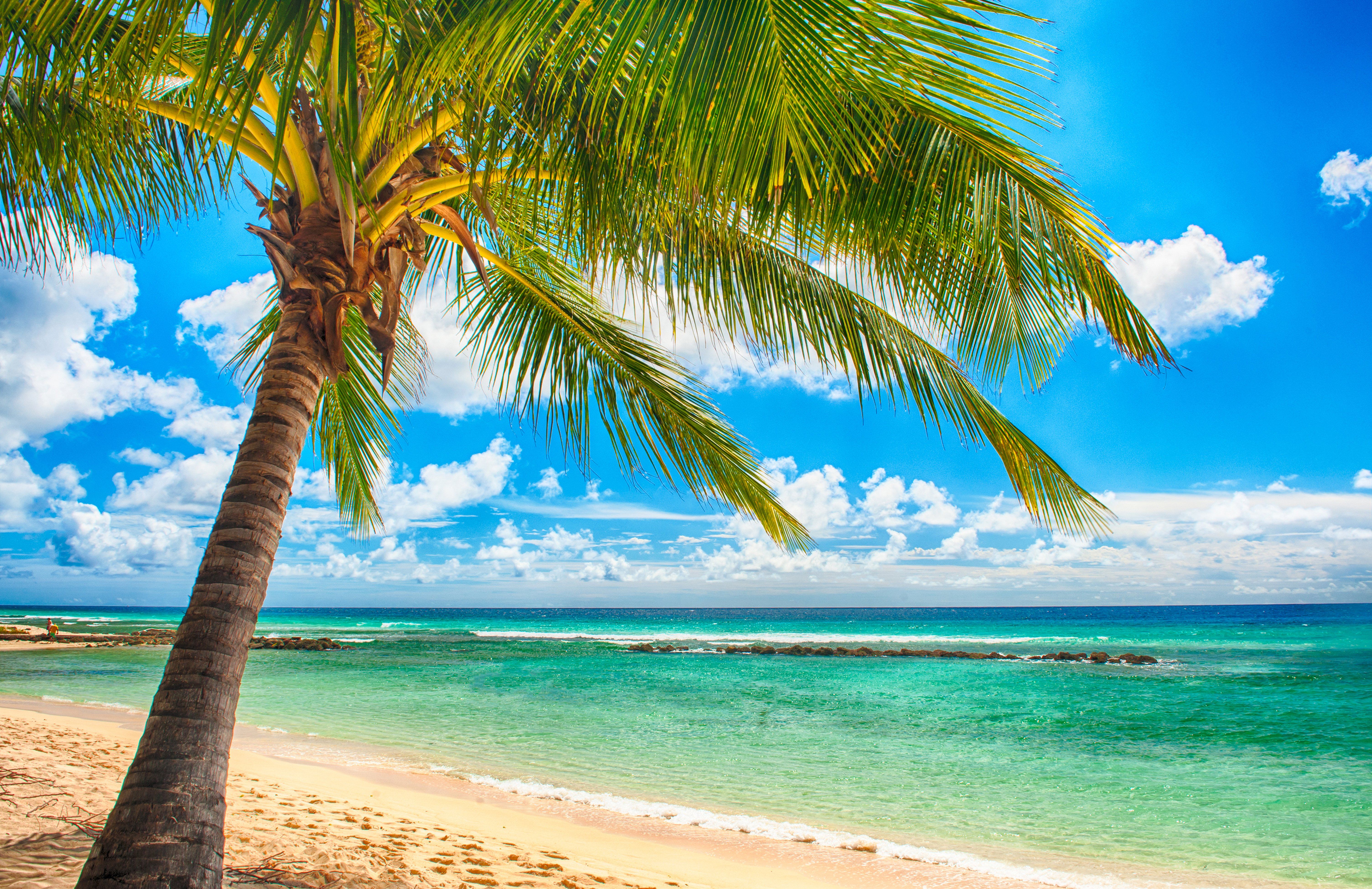 6016x3898 beach, ocean, palms, paradise, sea, summer, sunshine, tropical