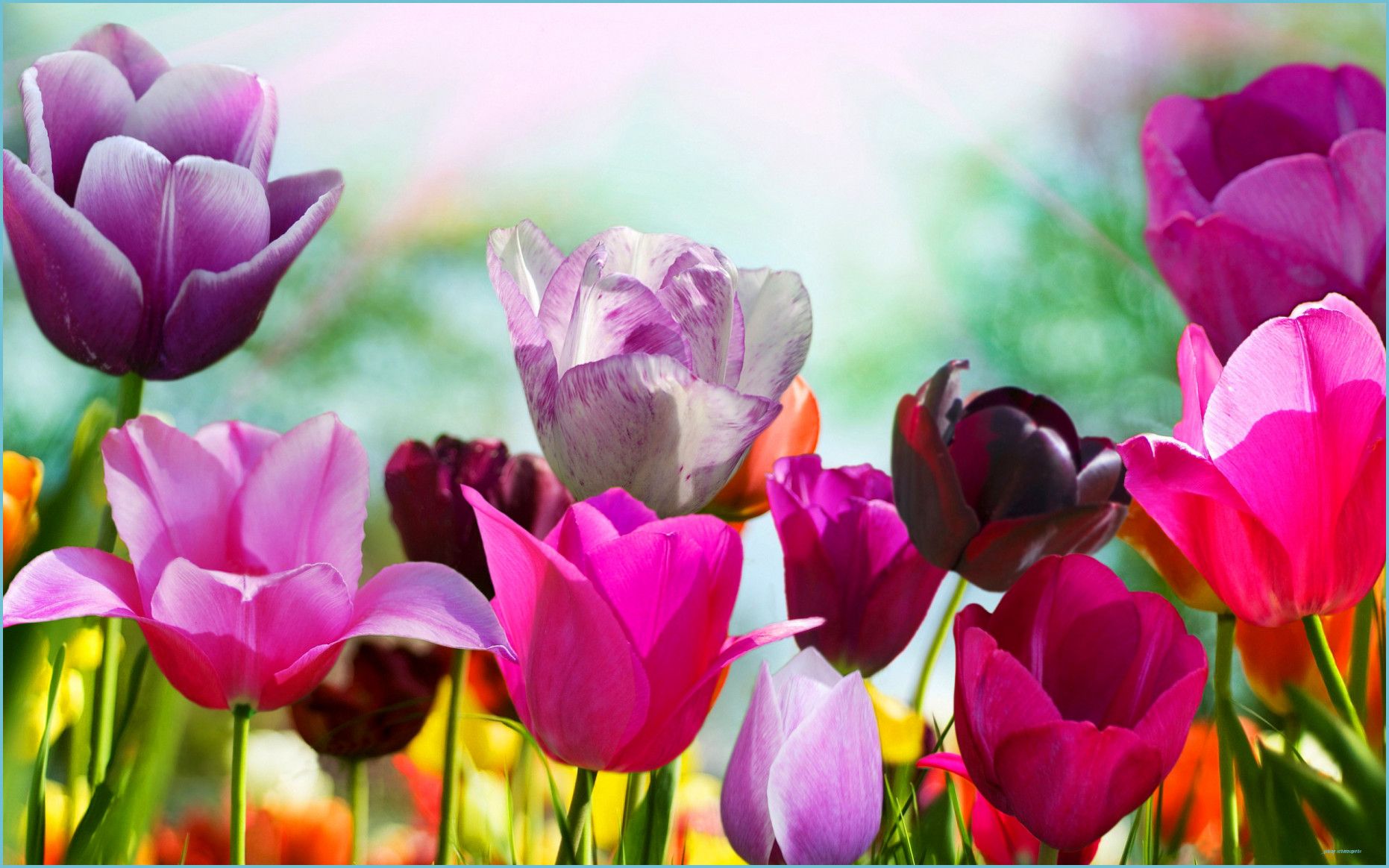 Spring Pc Desktop Wallpaper 11k HD