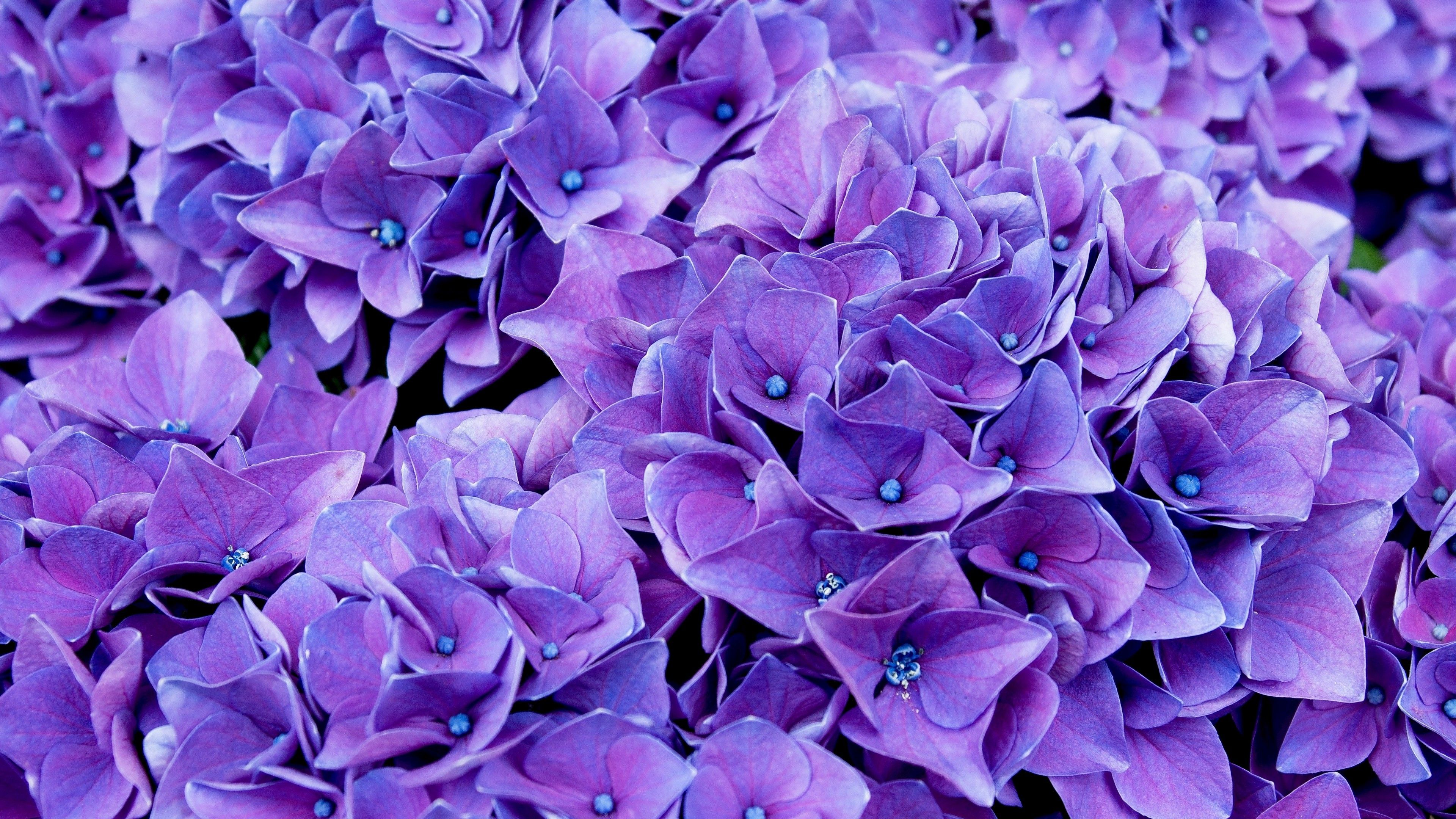 Lilac 4K wallpaper for your desktop or mobile screen free and easy to download