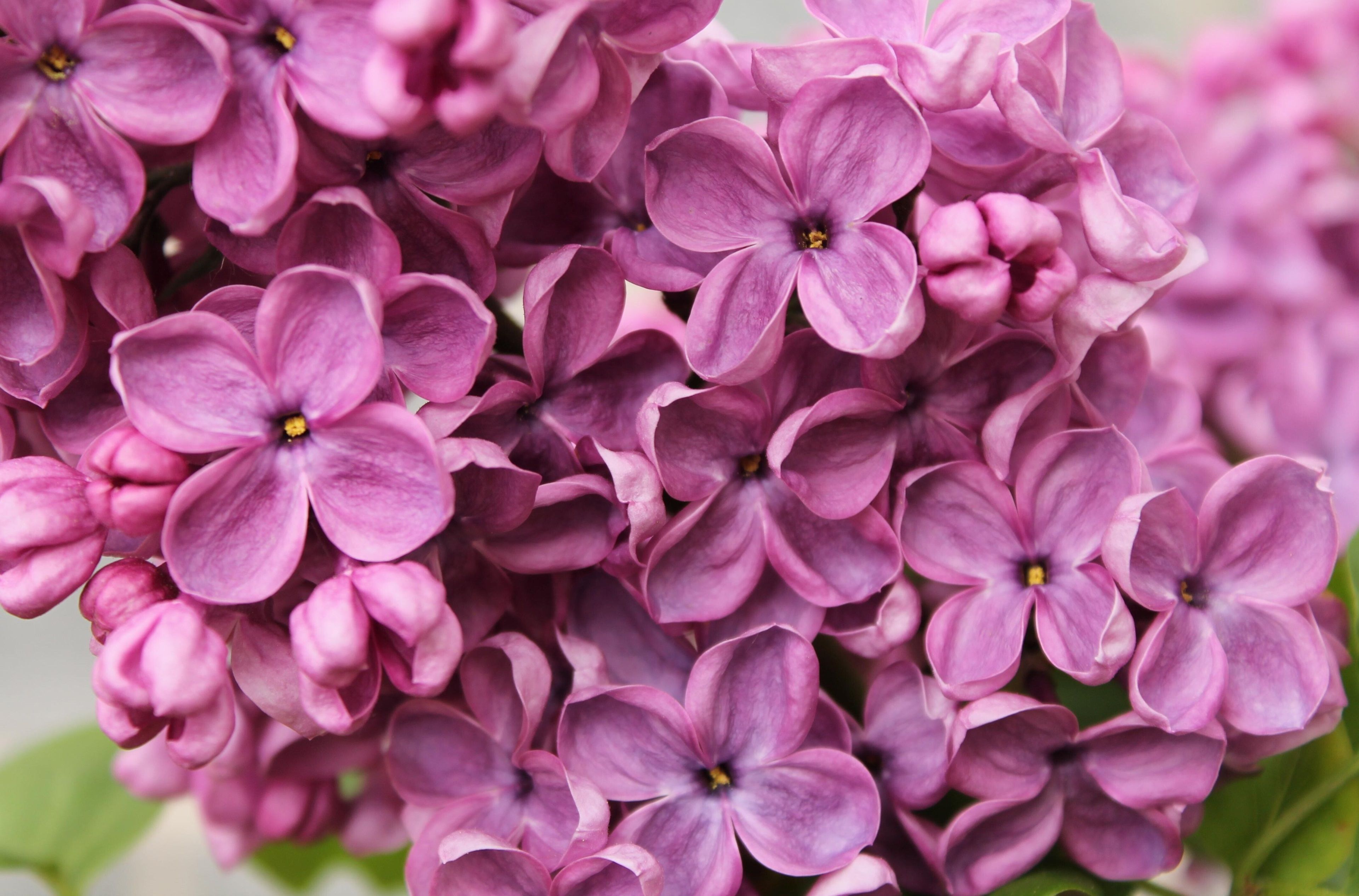 lilac 4k pic desktop. Beautiful flowers wallpaper, Flowers photography, Beautiful flowers