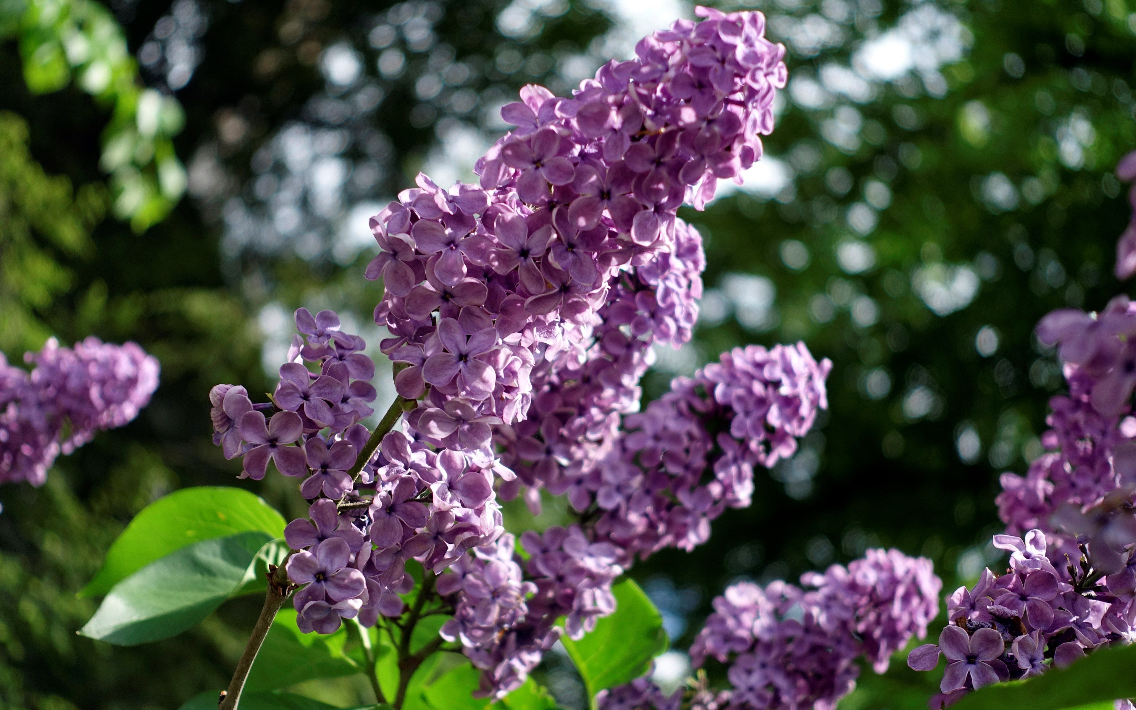 lilac 4k ultra HD wallpaper High quality walls