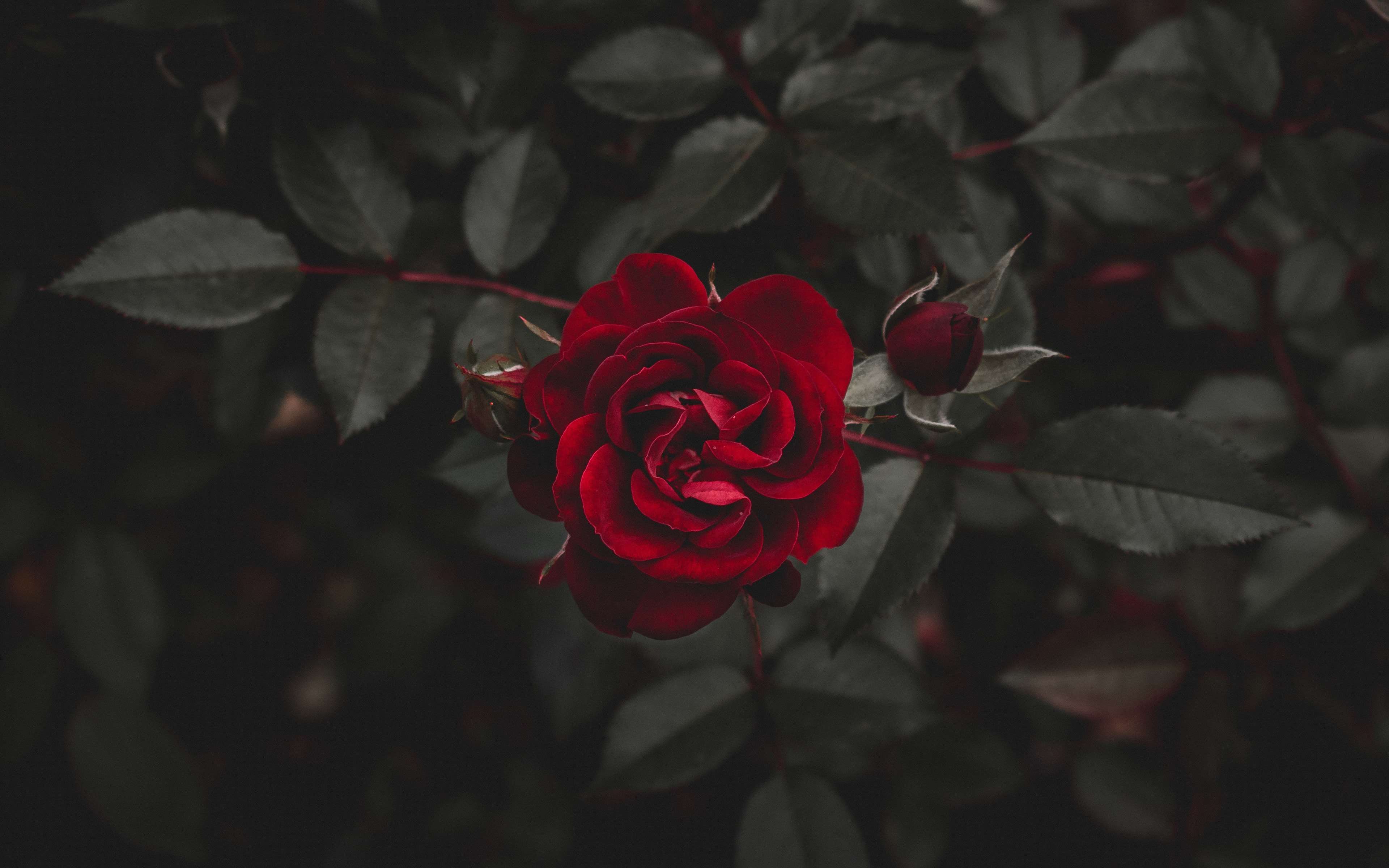 Ultra Hd Red Rose Hd Wallpapers
