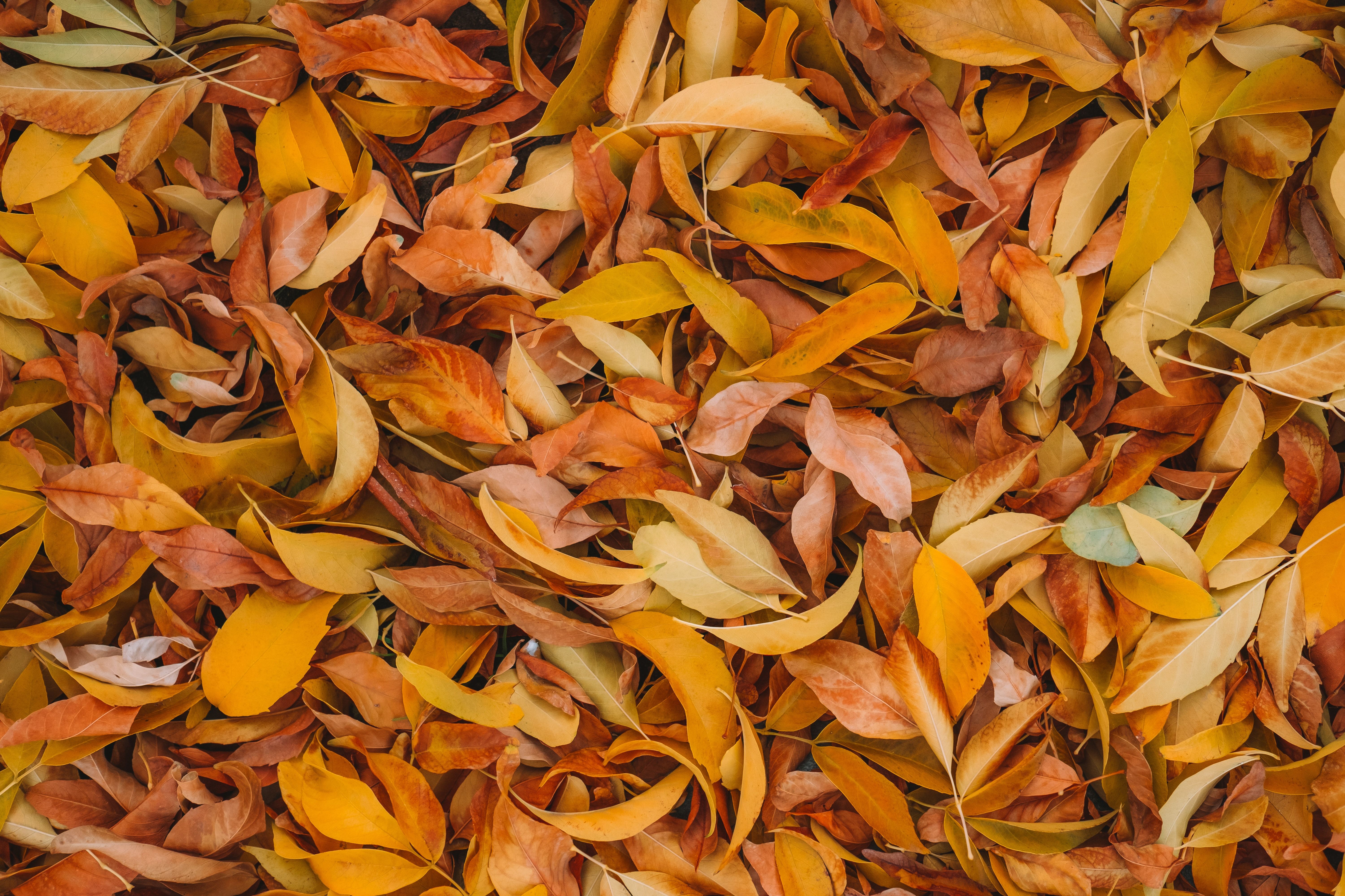 Leaves 4K Wallpaper, Fall foliage, Brown, Yellow background, 5K, Nature