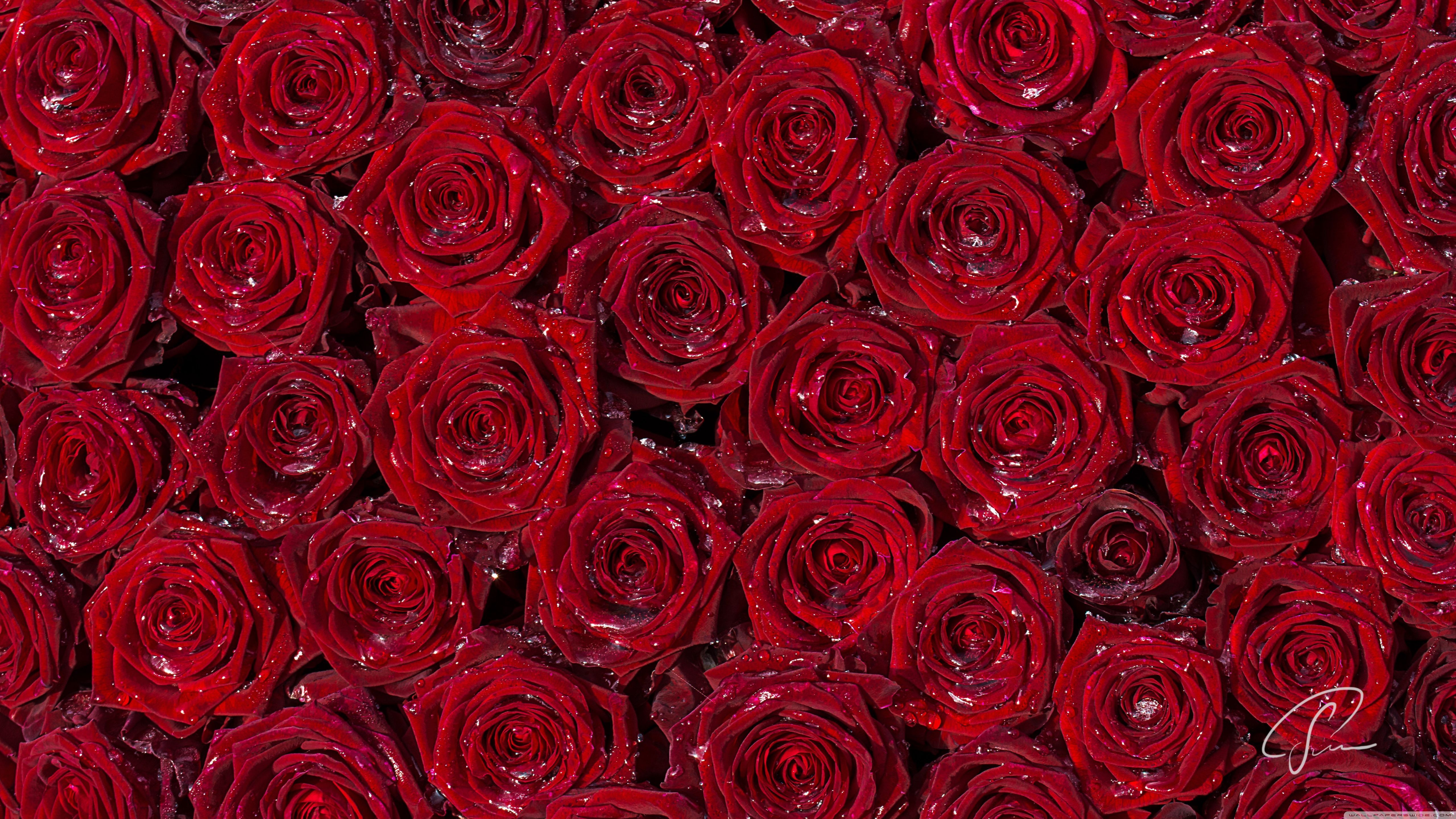 Rose HD Desktop Wallpapers on WallpaperDog