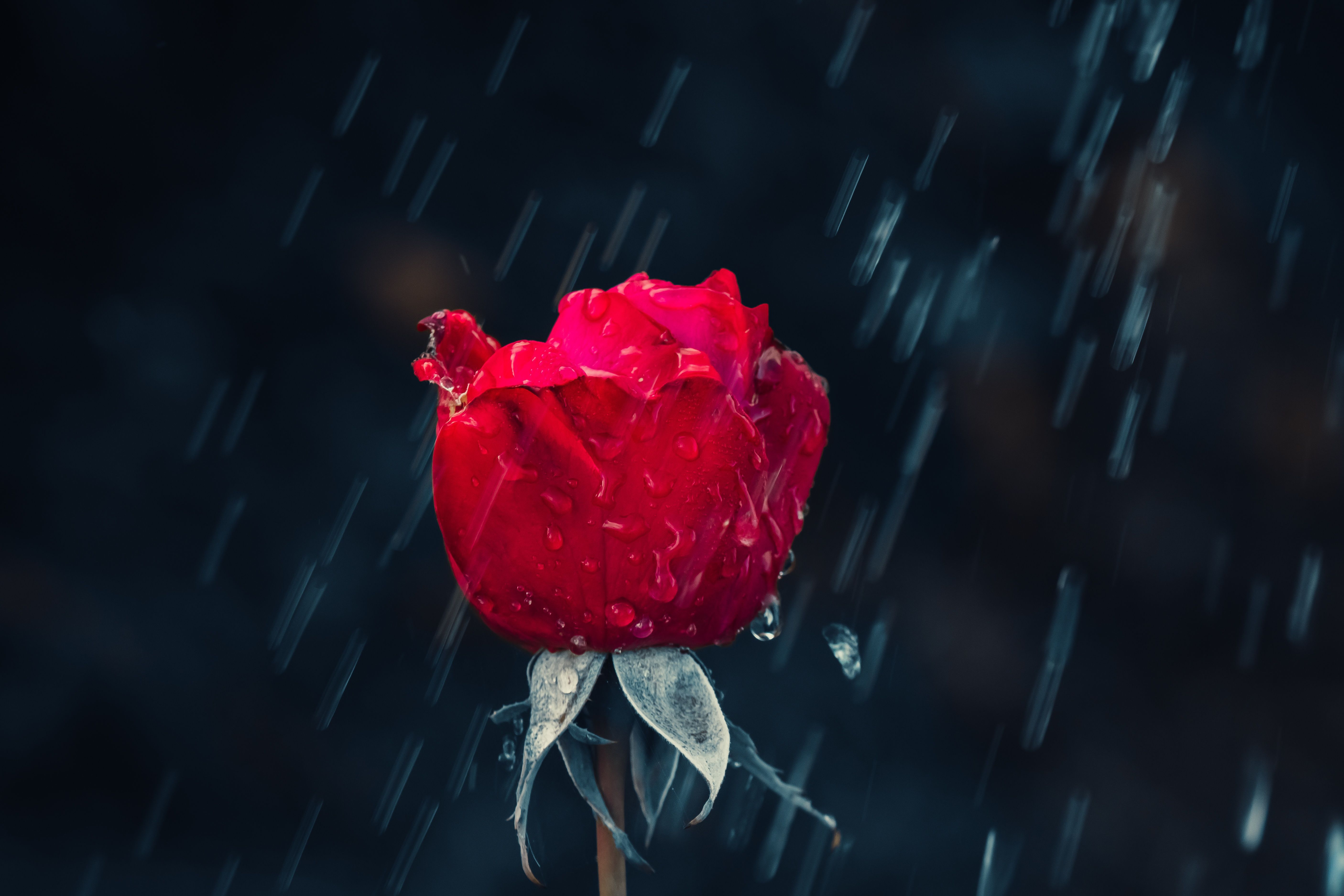 Red Rose 4K Wallpaper, Rain, Water drops, Dark background, Closeup, 5K, Flowers,