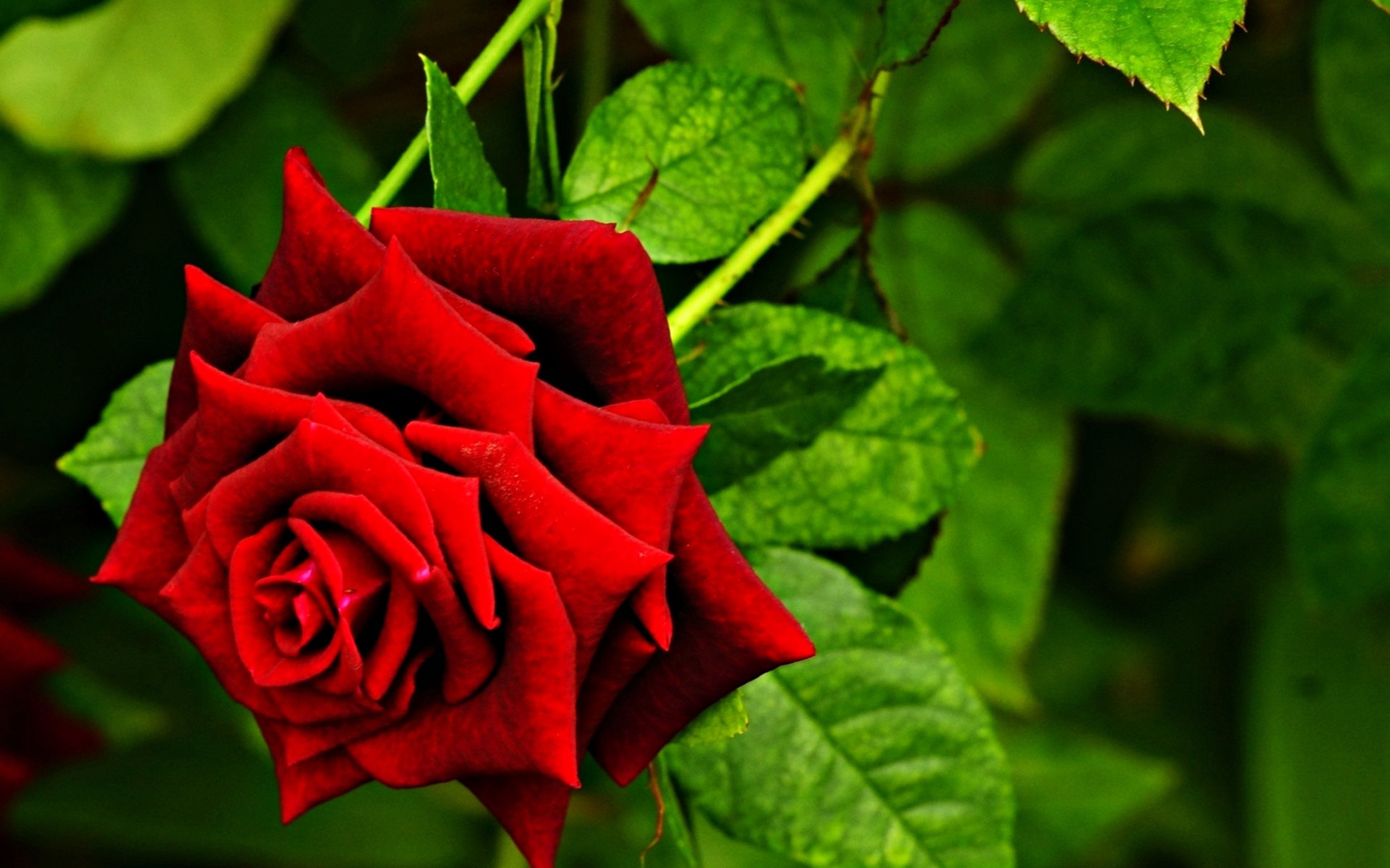 Red Rose 4k Hd
