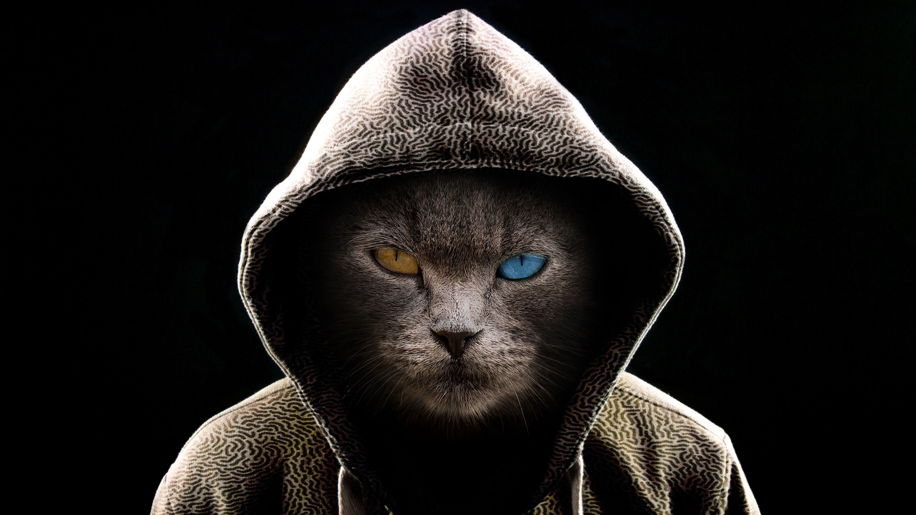 Download 3840x2160 wallpaper cat in hood, colored eyes, 4k, uhd 16: widescreen, 3840x2160 HD image, background, 23029