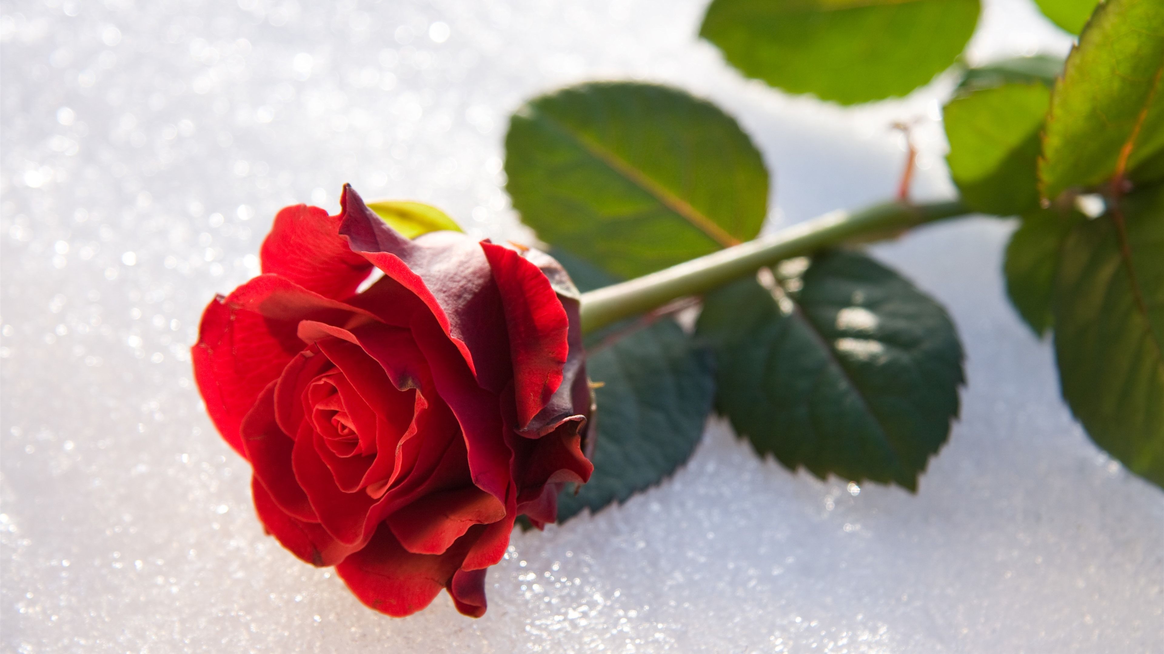 Wallpapers Red rose, petals, stem, leaves 7680x4320 UHD 8K Picture, Image