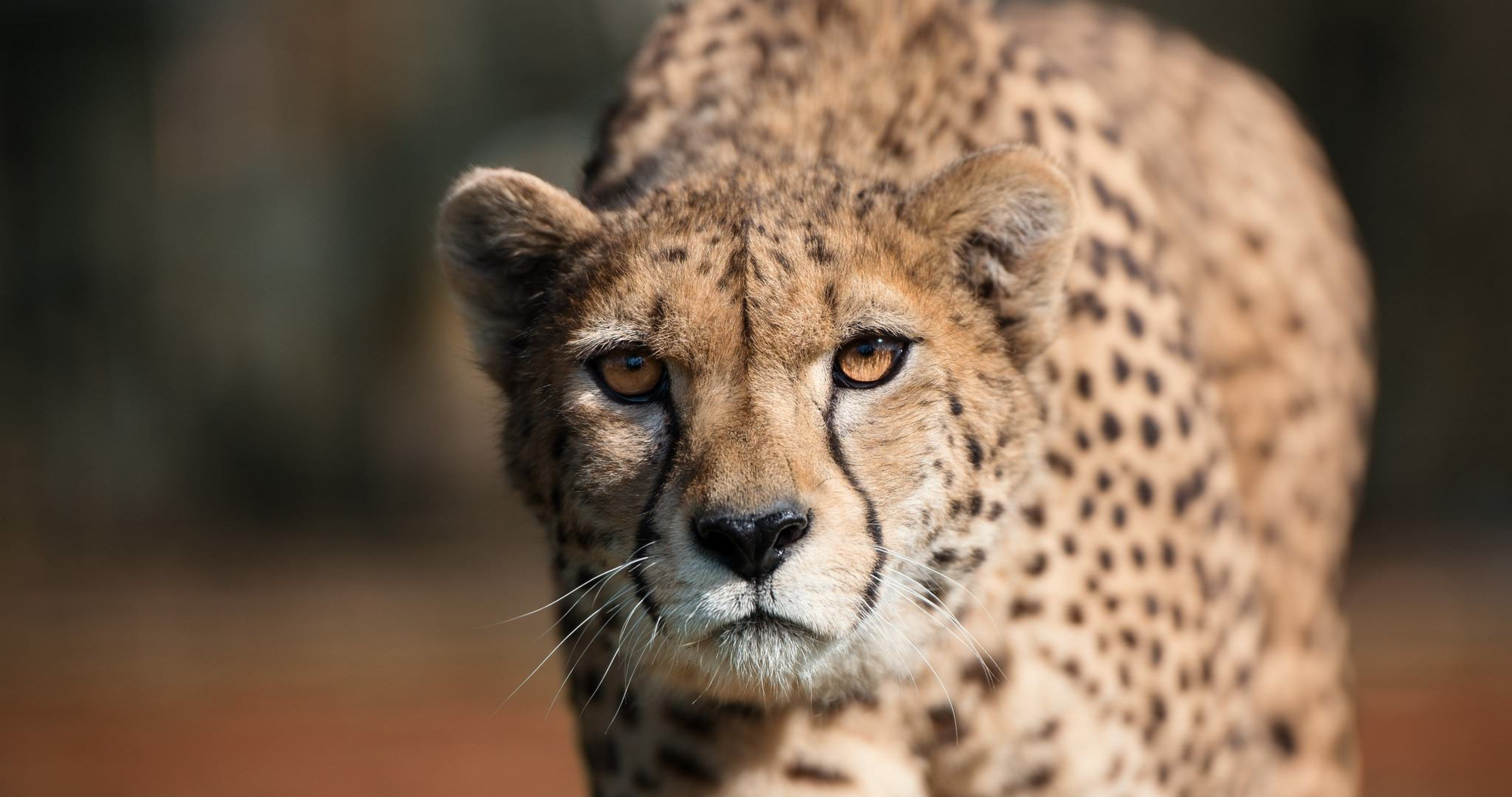 cheetah eyes 4k ultra HD wallpaper. Cheetahs, Predator, Cheetah