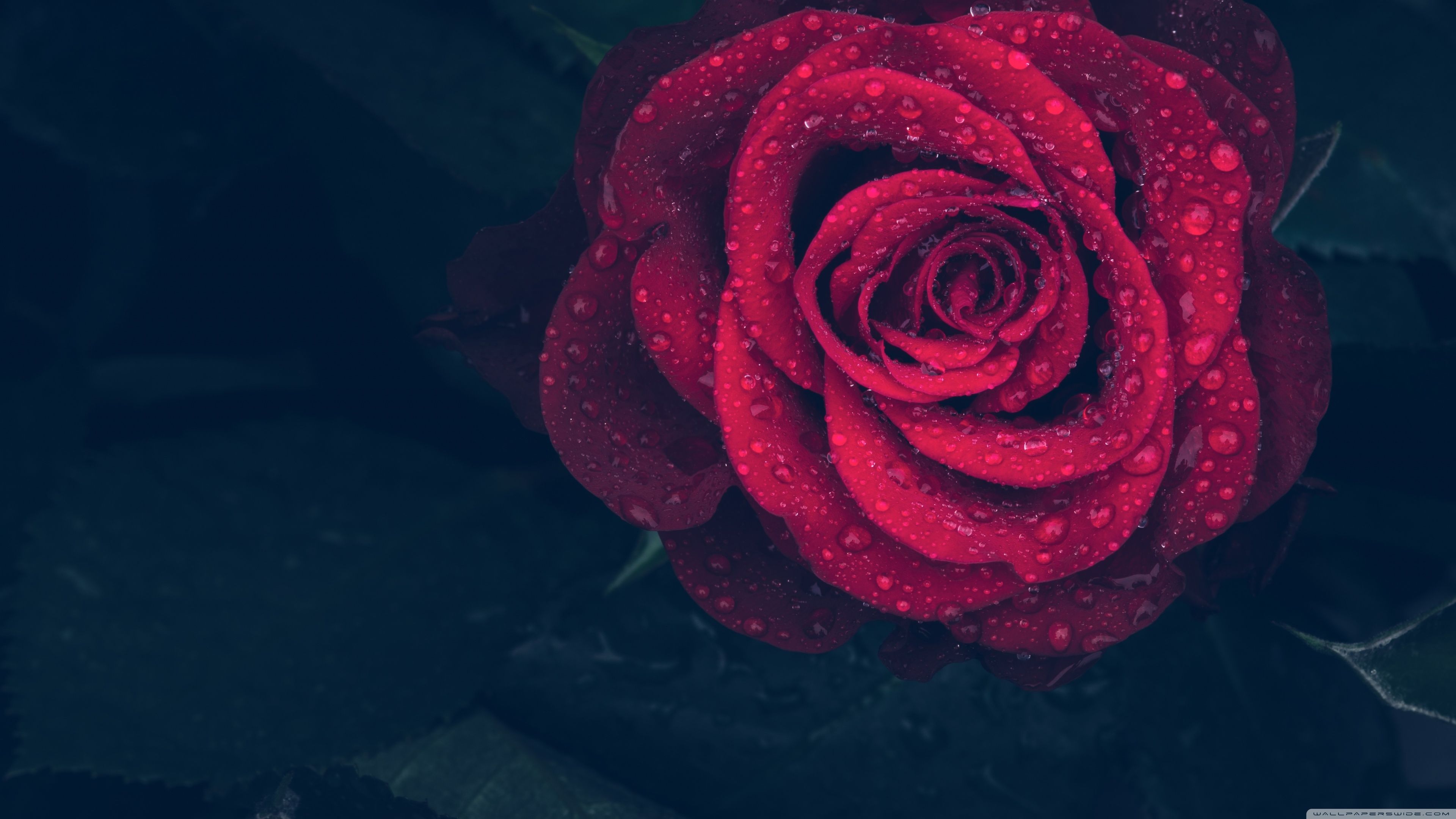 Red Rose with Water Drops Ultra HD Desktop Backgrounds Wallpapers for : Widescreen & UltraWide Desktop & Laptop : Multi Display, Dual & Triple Monitor : Tablet : Smartphone