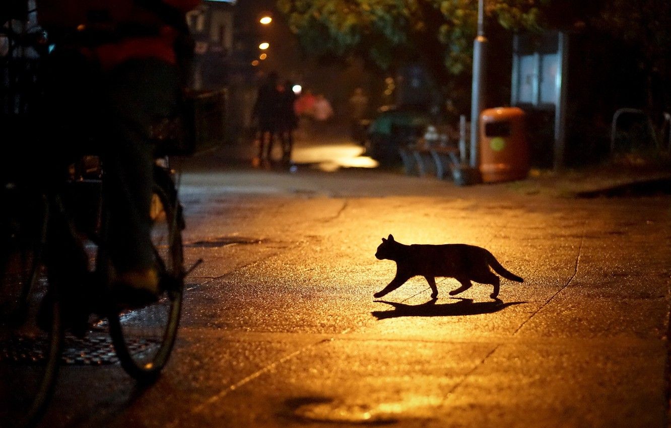 Wallpaper cat, night, the city, lights, street, silhouette image for desktop, section кошки