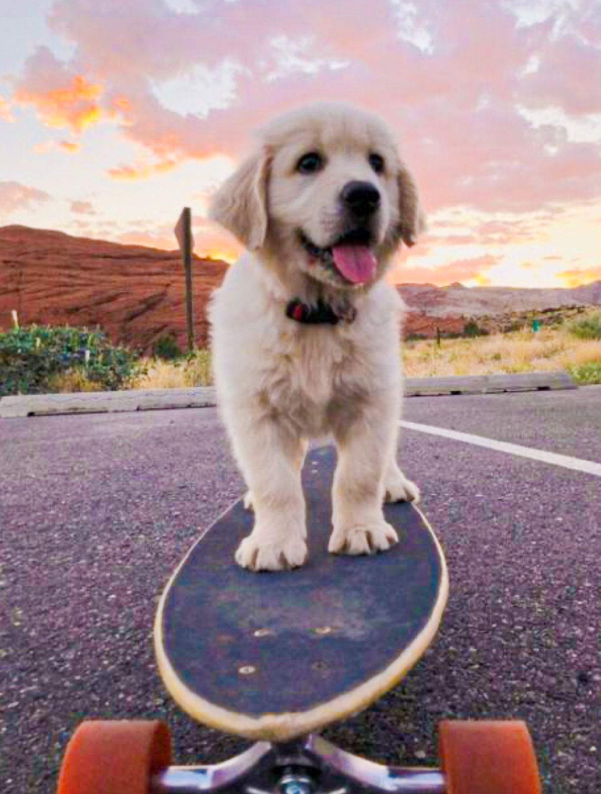 The Coolest Ready For Summer Dogs Darlin'. Cute puppy wallpaper, Cute dog wallpaper, Cute dog picture