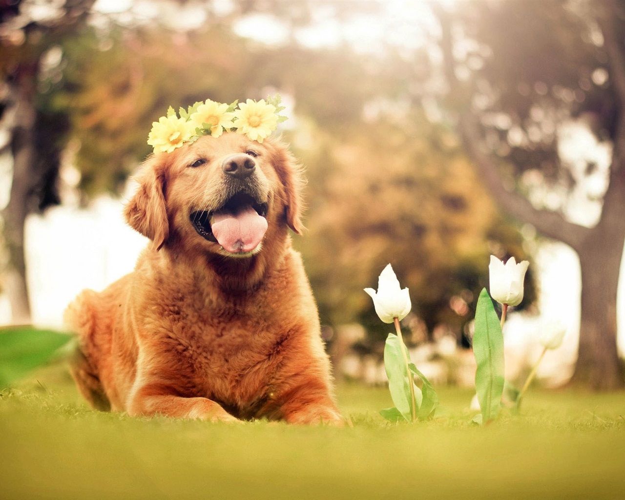 Wallpaper Cute brown dog, wreath, flowers, tulips, summer, nature 1920x1200 HD Picture, Image