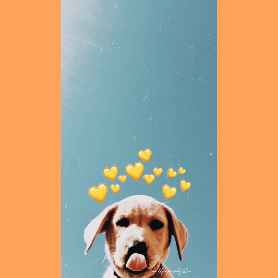 Cute Dog Aesthetic Dog Wallpaper