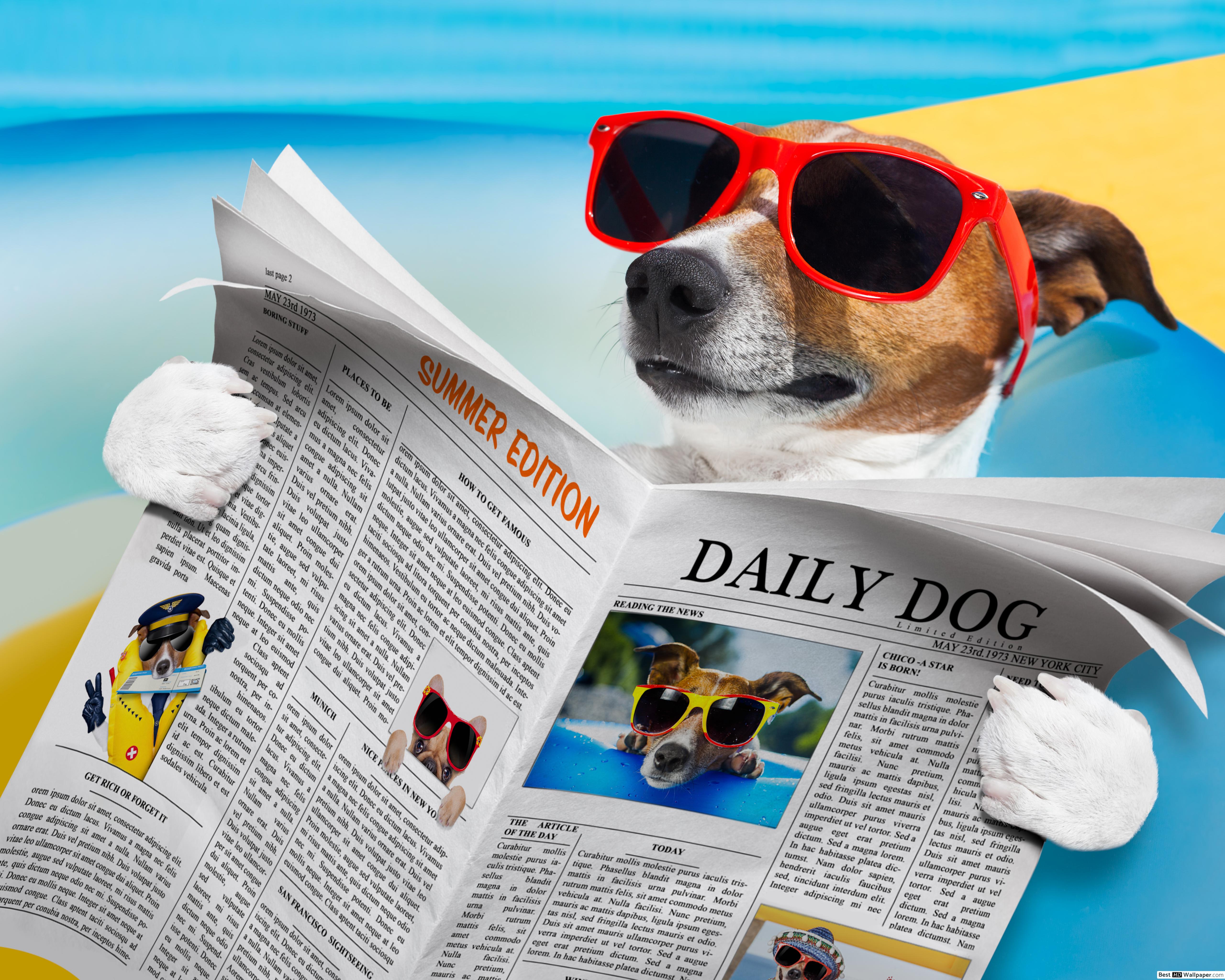Summer chill dog HD wallpaper download
