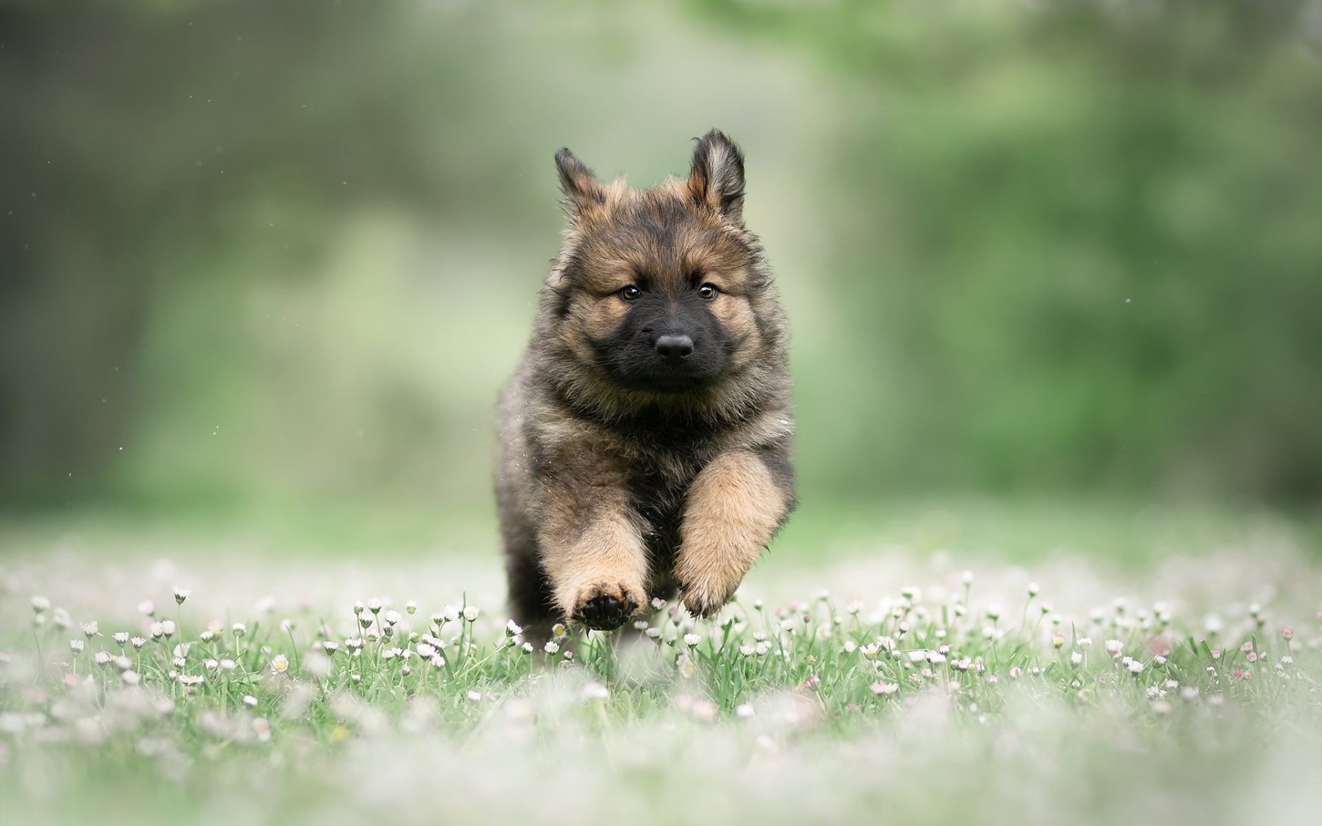 Running German Shepherd, Puppy, Summer, Pets, Cute Shepherd Baby Dog HD Wallpaper