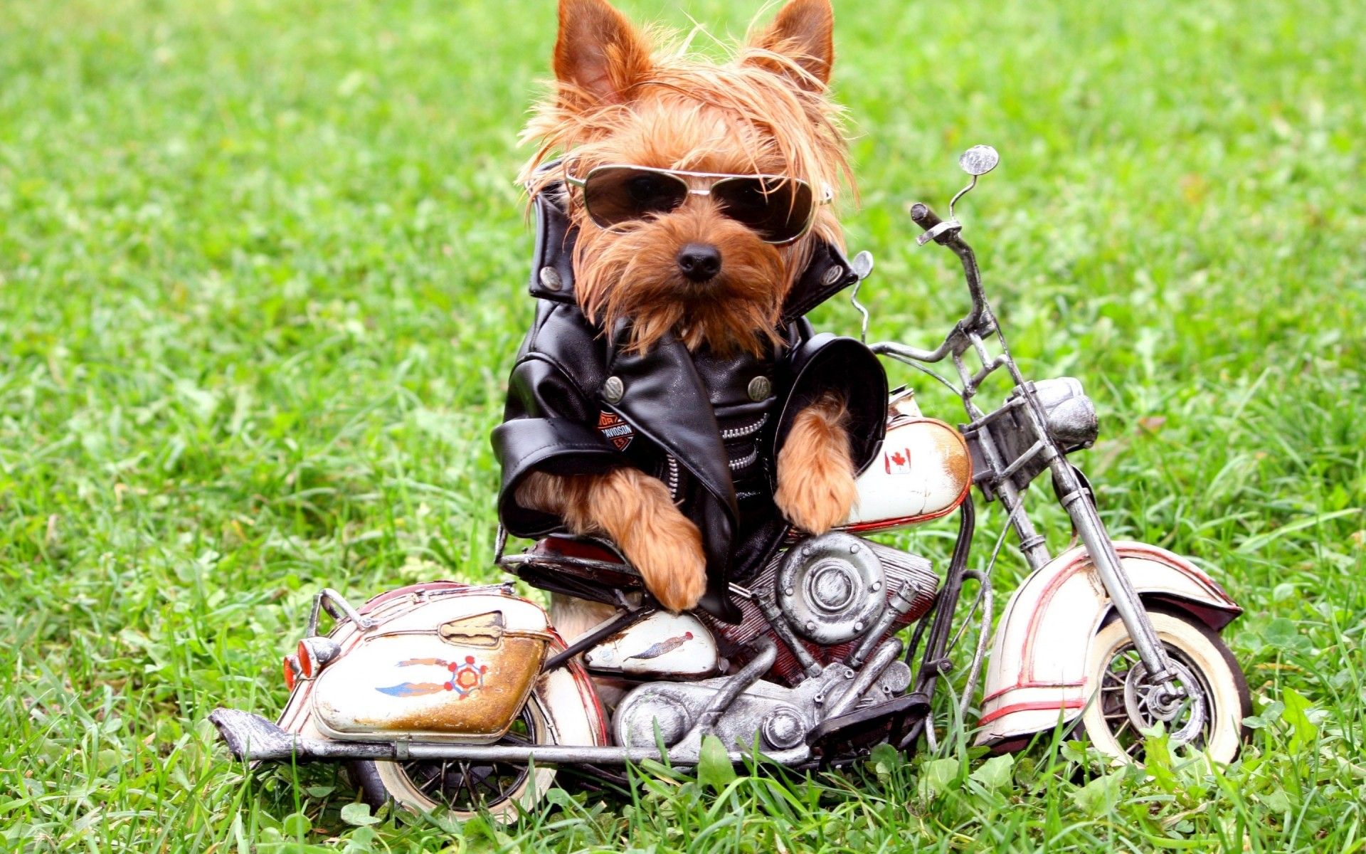 Cool Dog Style