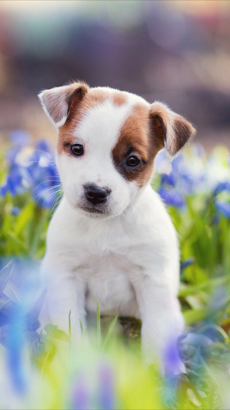Cute Spring Puppy Wallpapers - Wallpaper Cave