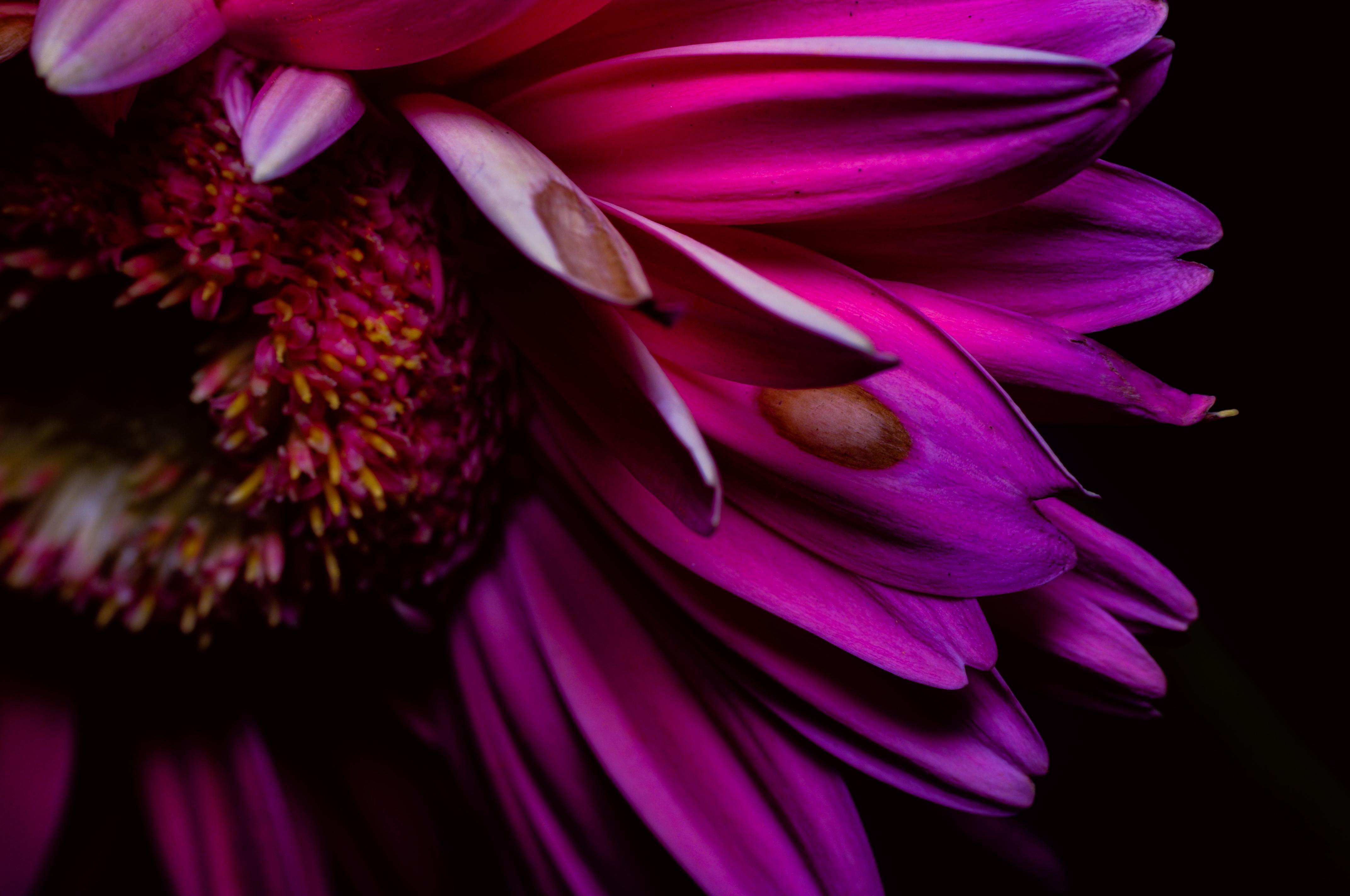 Pink Petals Pictures | Download Free Images on Unsplash