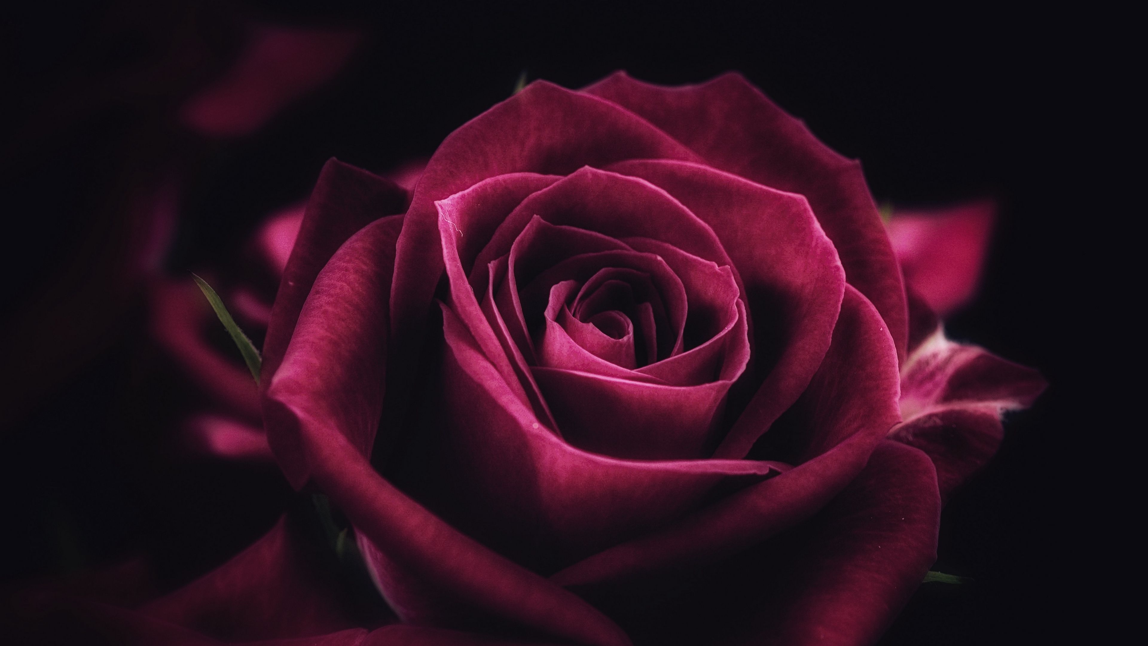 Wallpaper 4k Rose, Flower, Close Up, Petals 4k Close Up, Flower, Rose