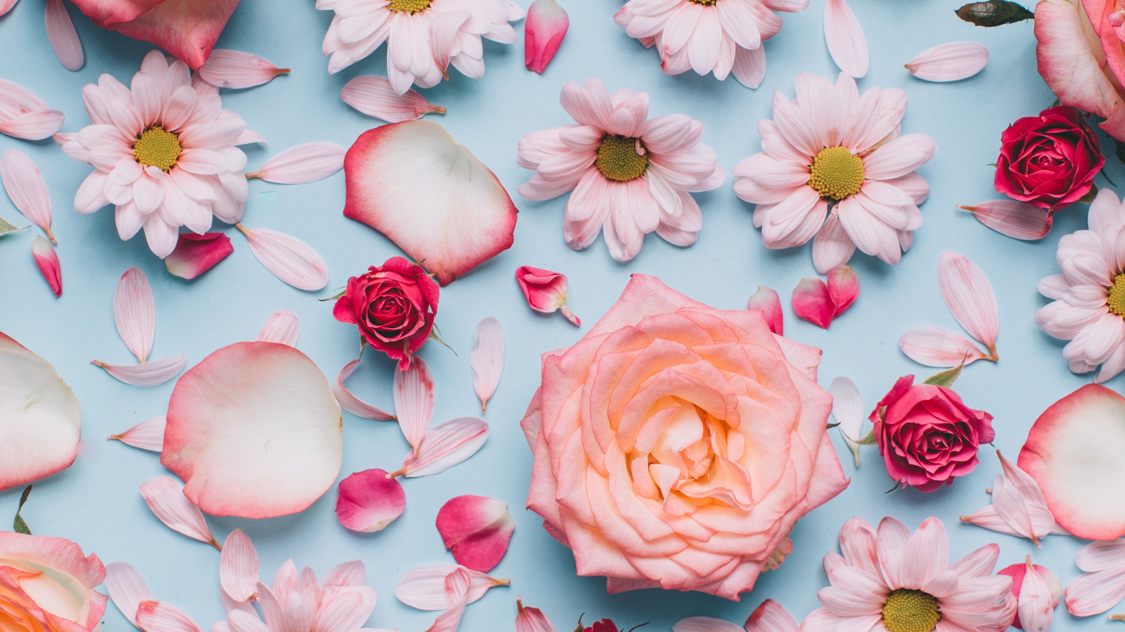 Wallpaper Chrysanthemum and rose, petals, pink, romantic style 3840x2160 UHD 4K Picture, Image
